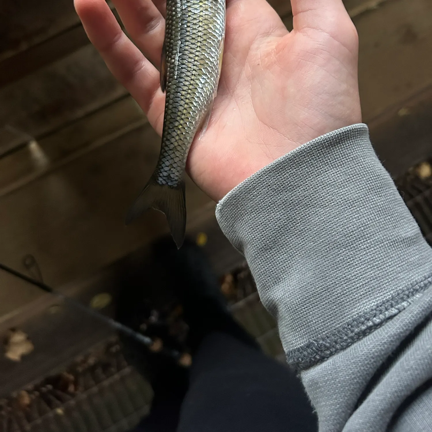 Fallfish caught on Fishbrain