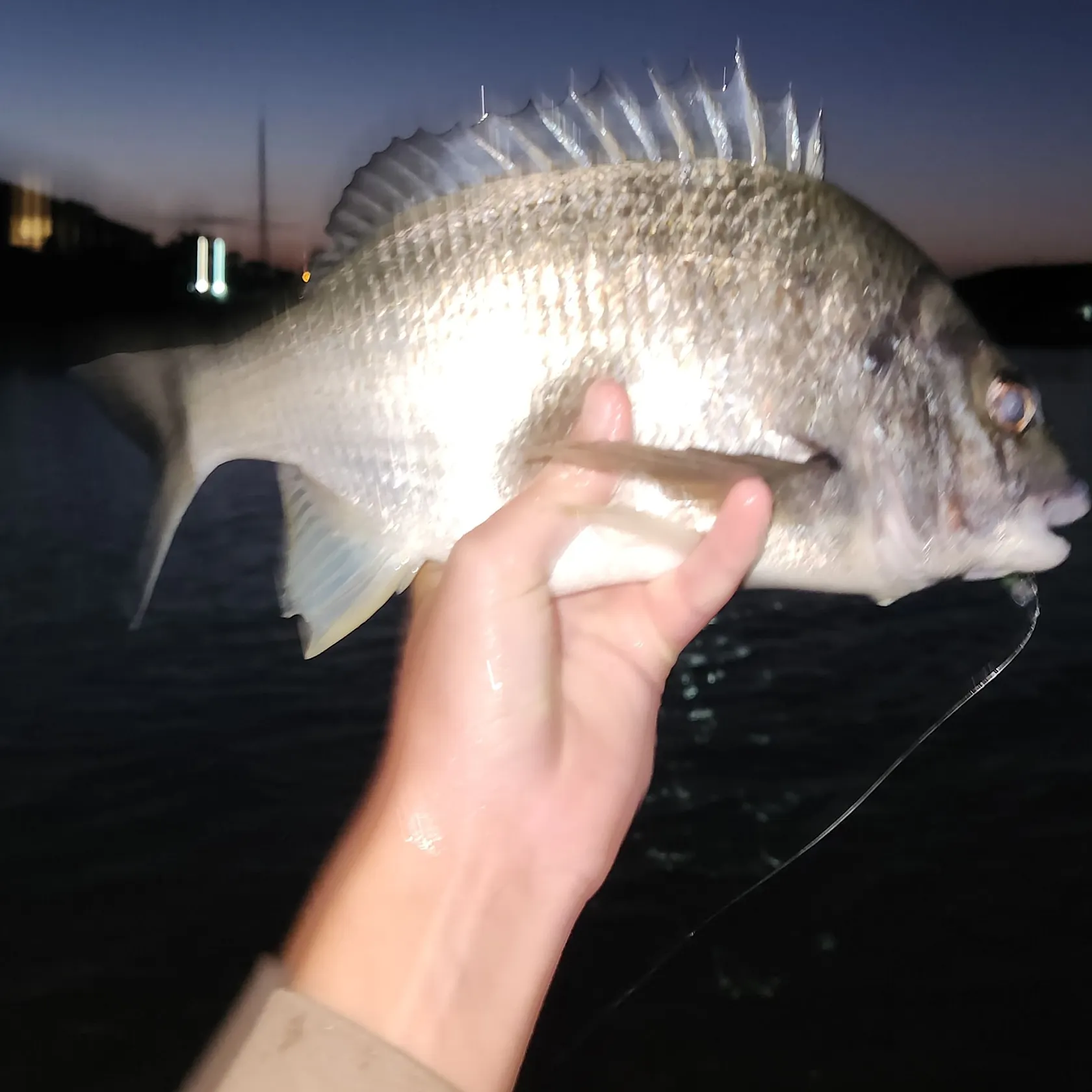 Surf bream caught on Fishbrain