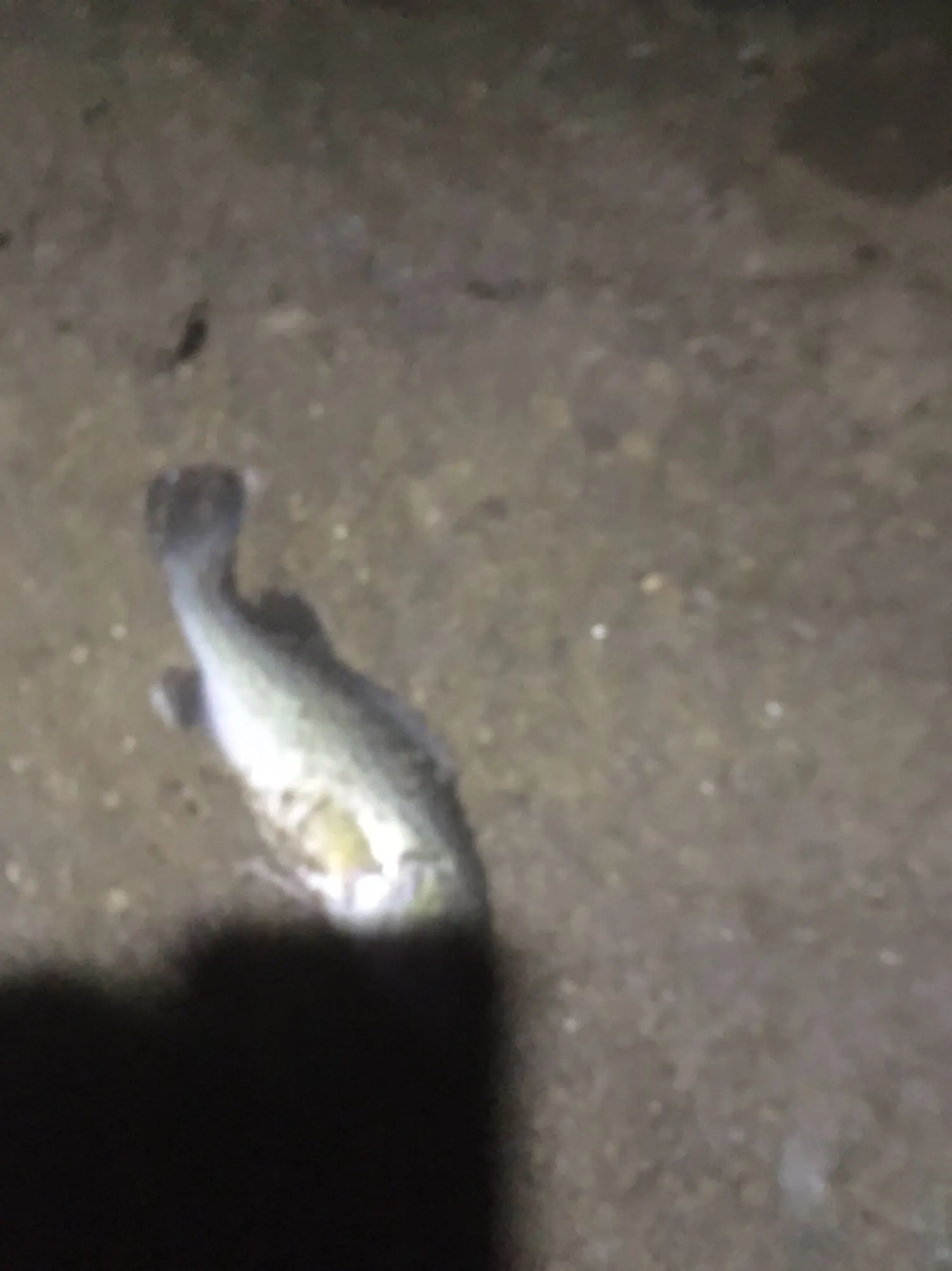 Post image from Dennism1