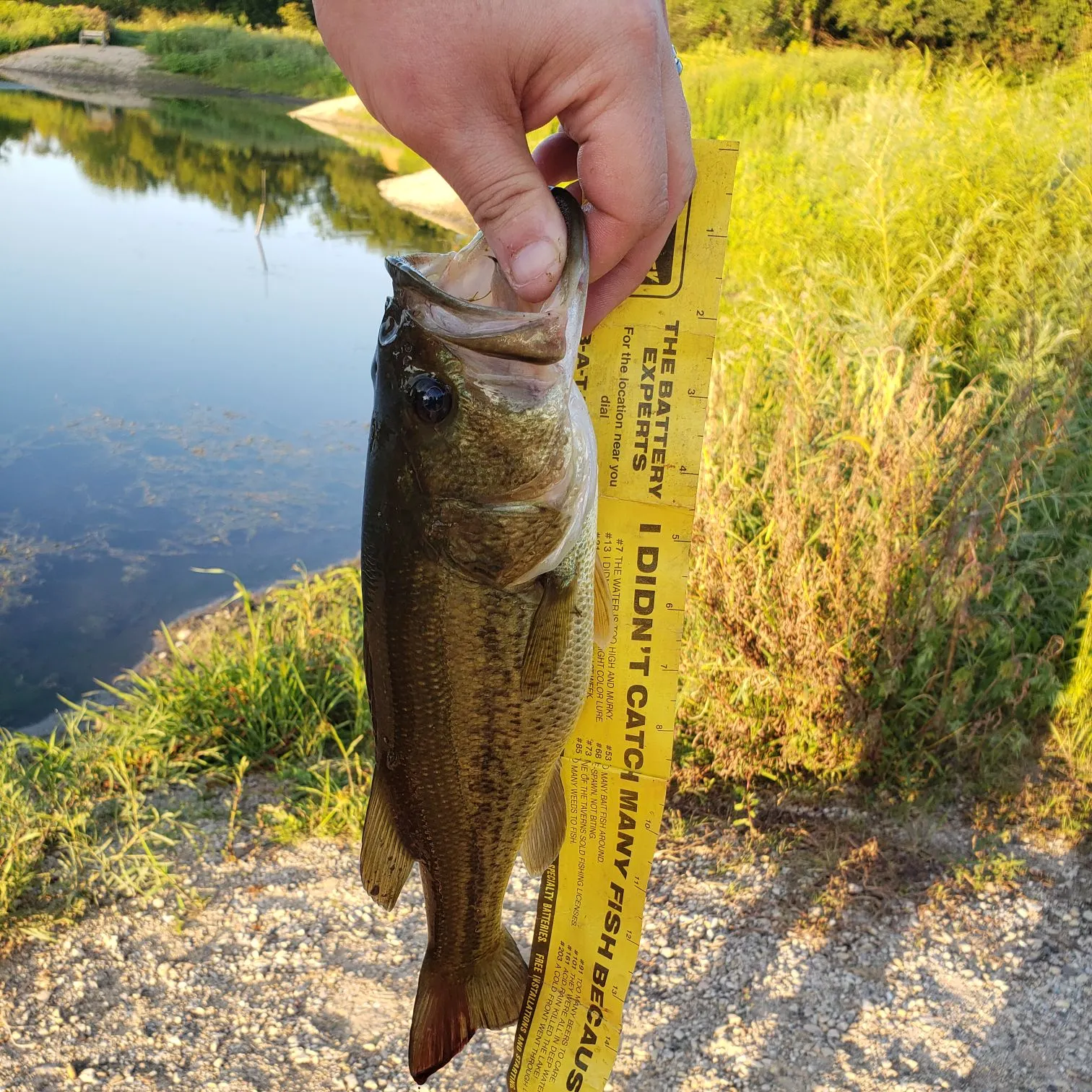 Largemouth bass caught on Fishbrain
