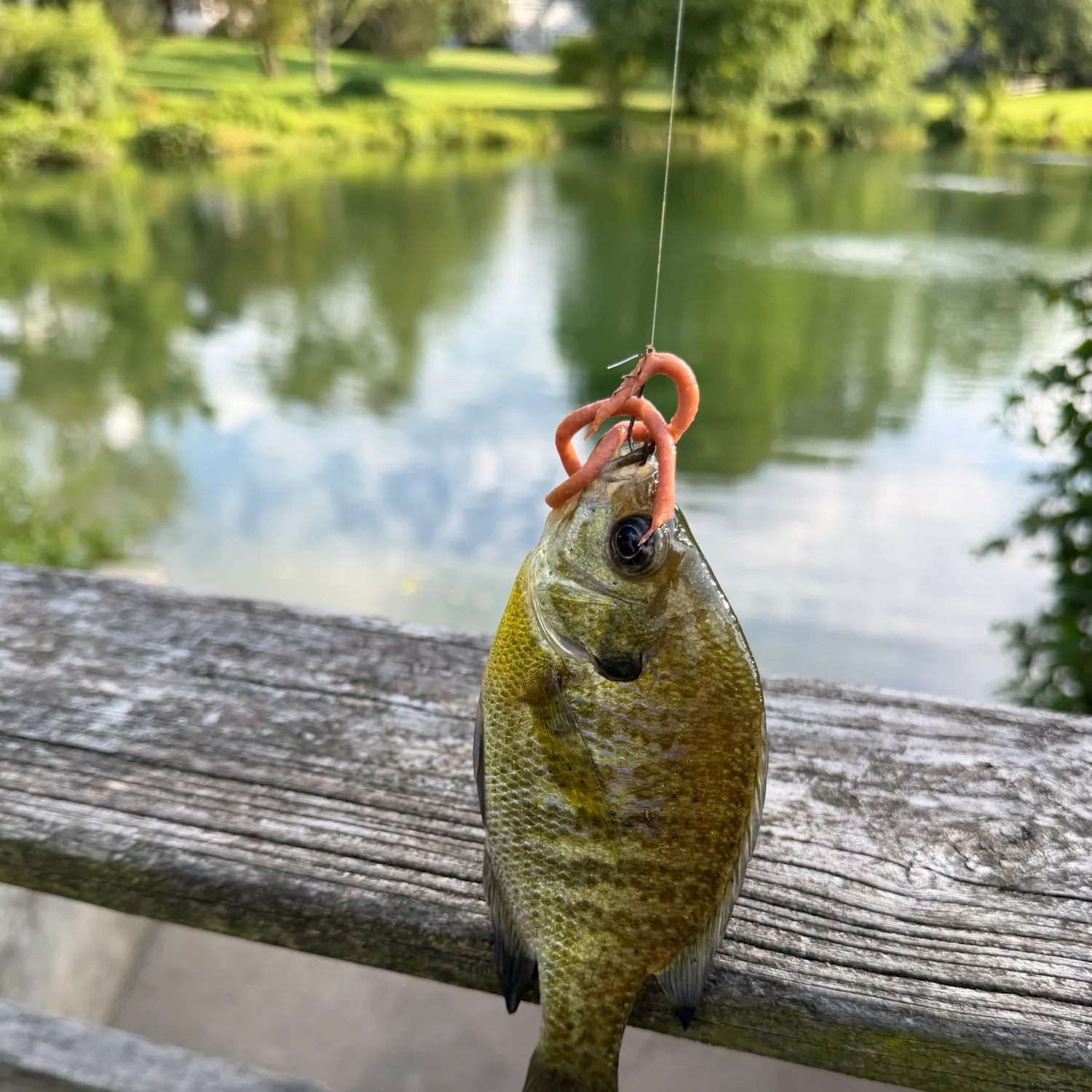 Bluegill caught on Fishbrain
