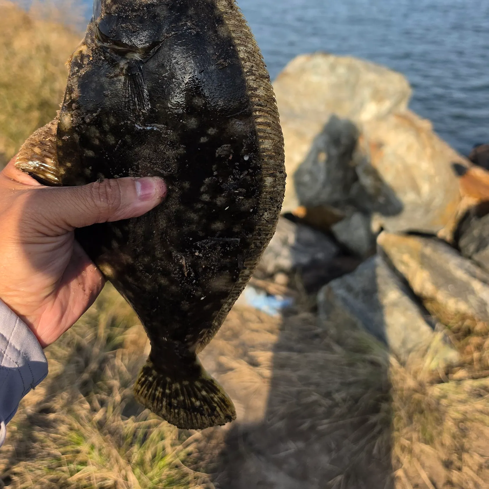 Summer flounder caught on Fishbrain