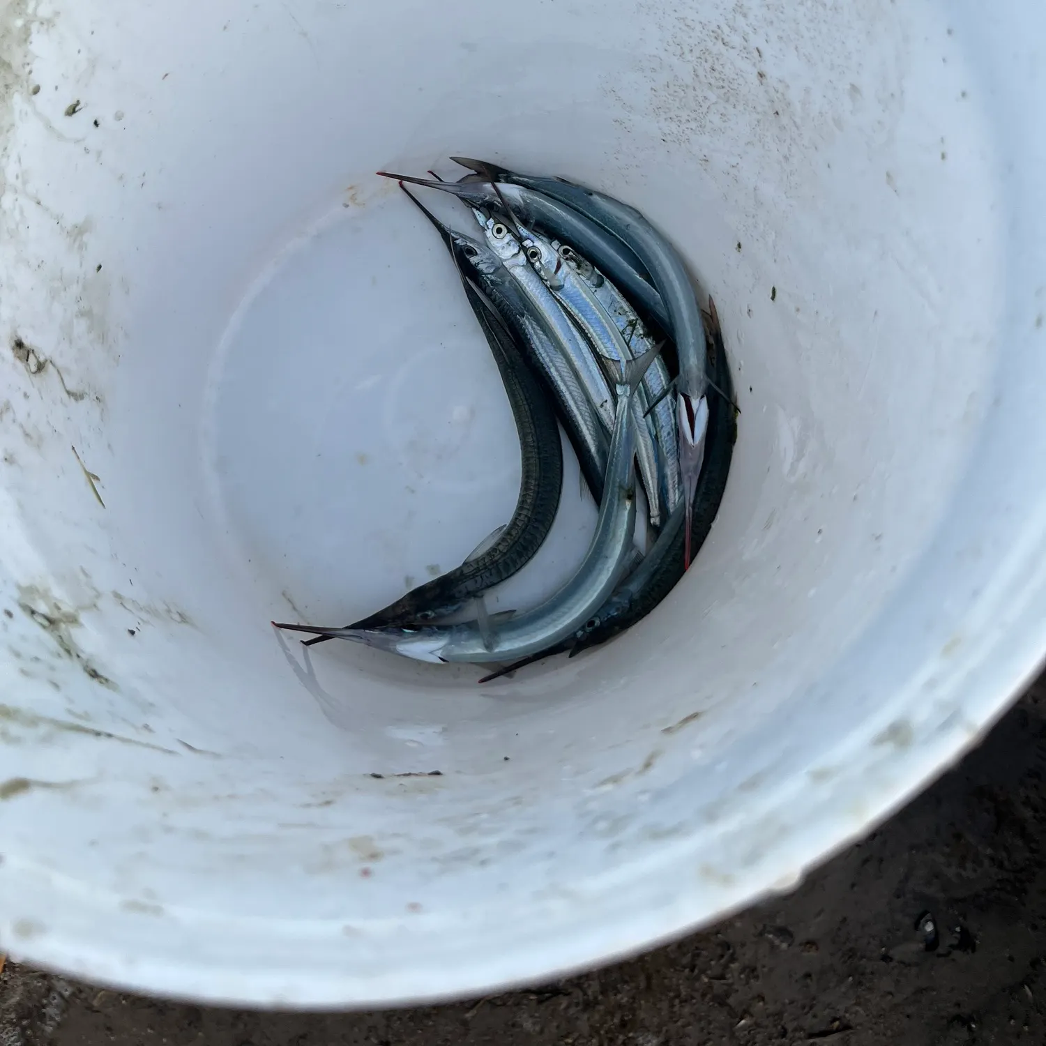 The most recent Southern garfish catches on Fishbrain