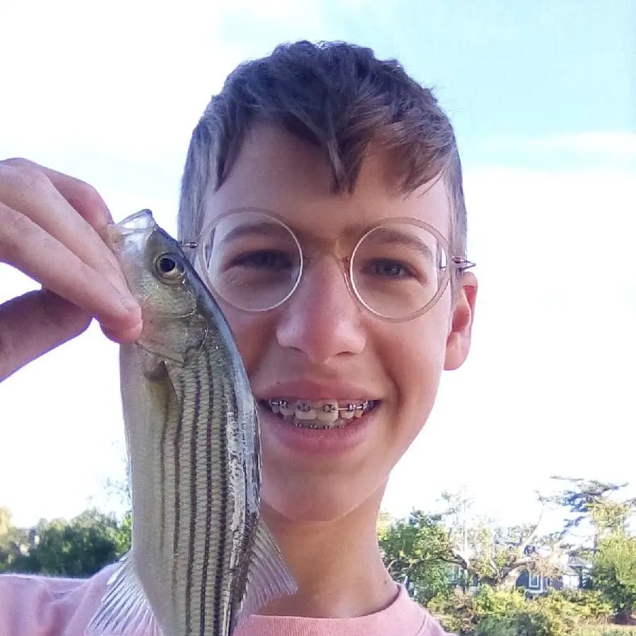 Striped bass caught on Fishbrain