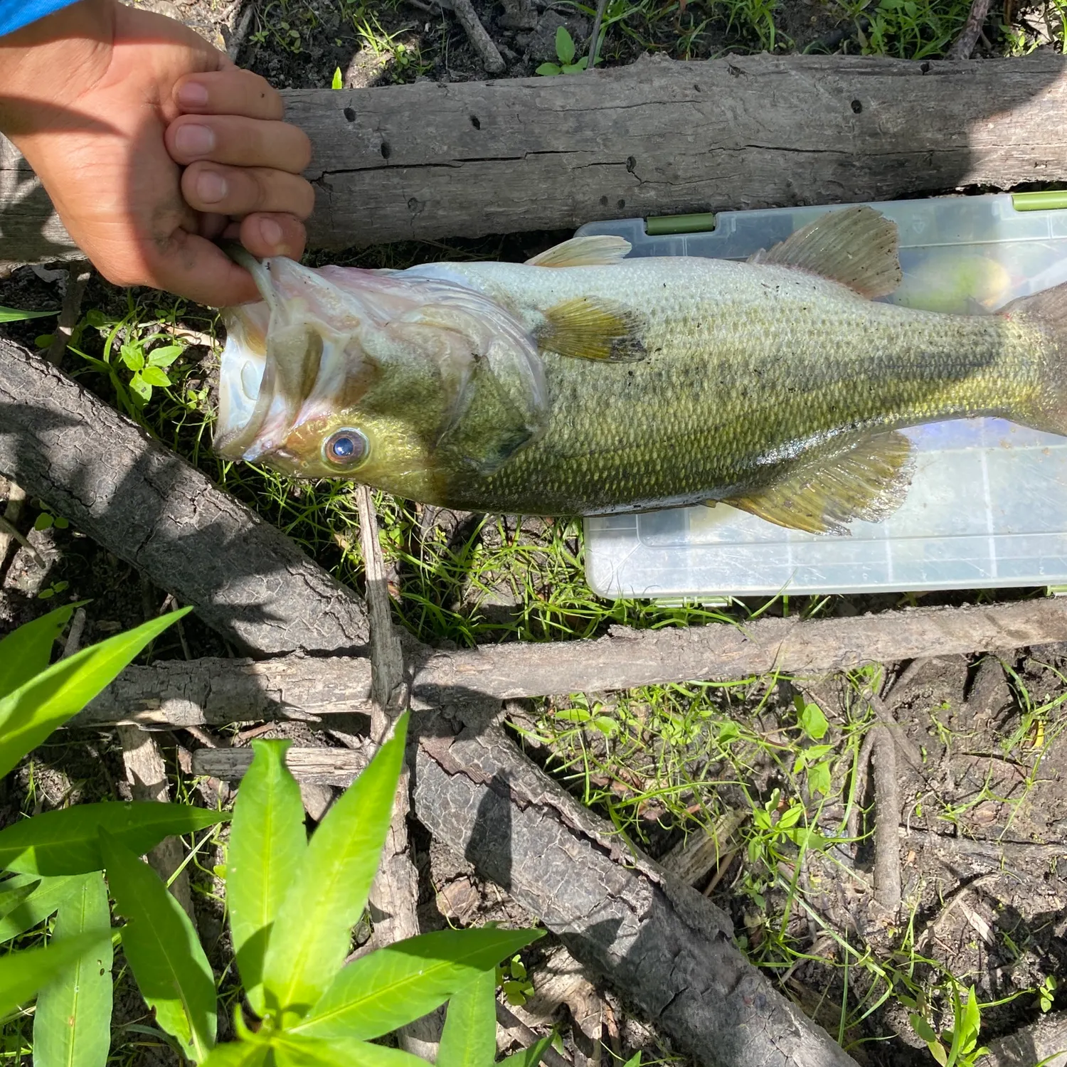 angler catch