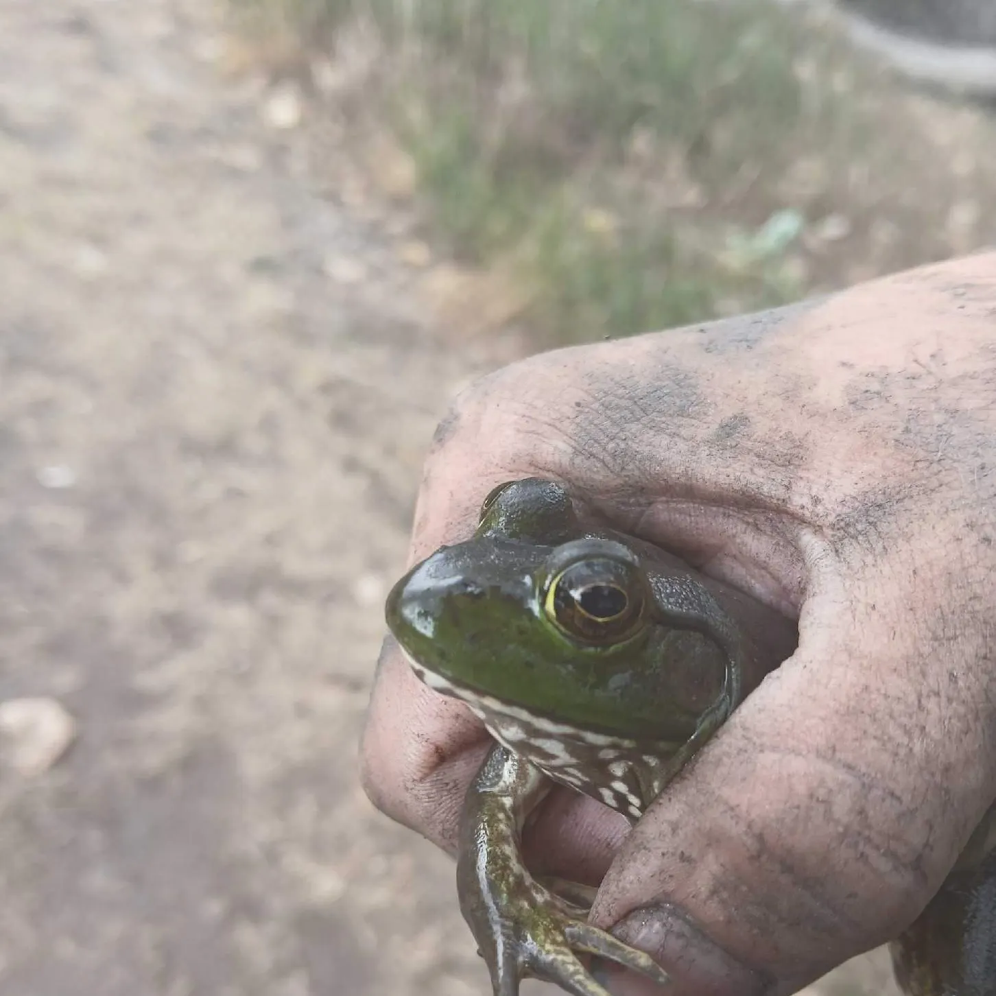 The most recent Green frog catches on Fishbrain