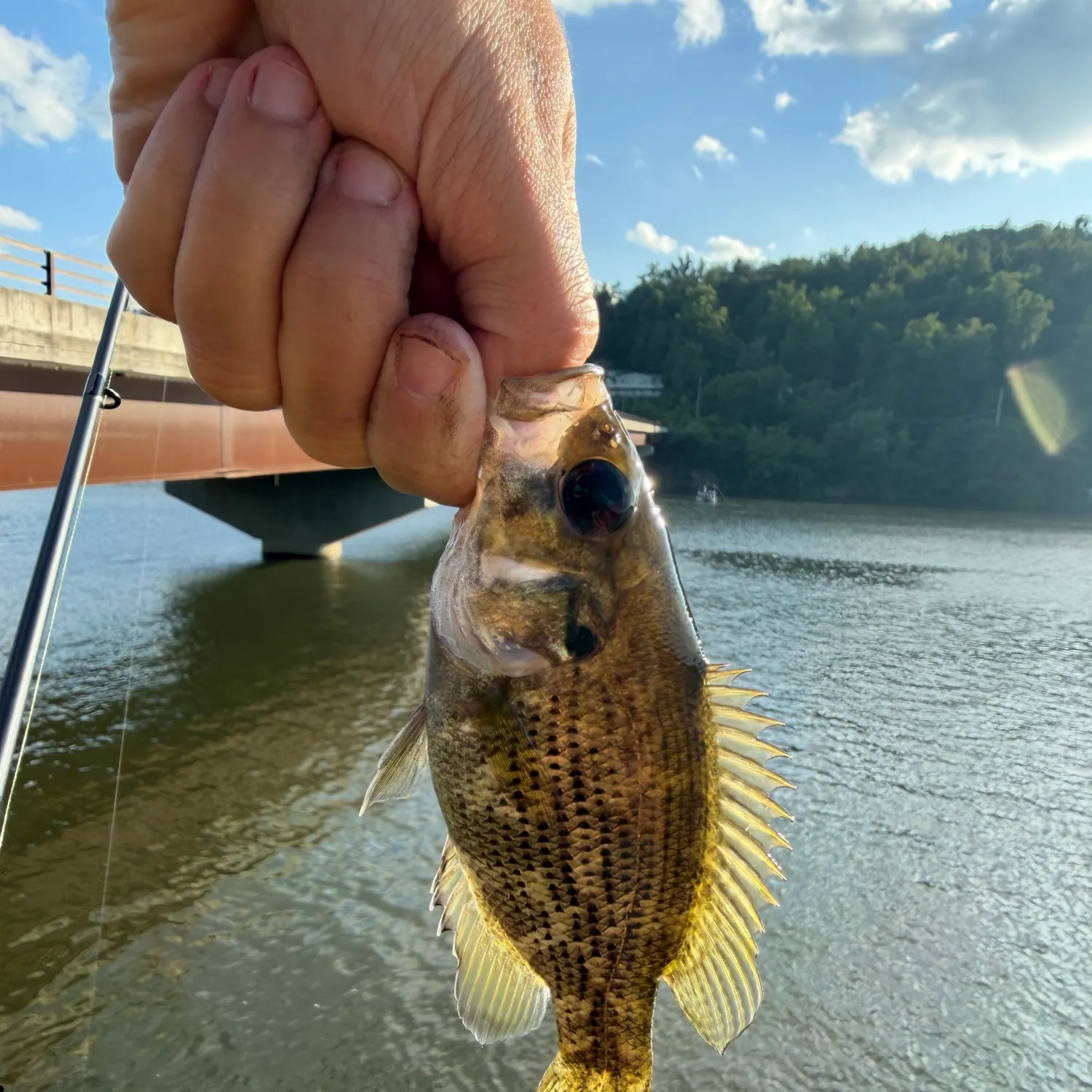 Rock bass caught on Fishbrain