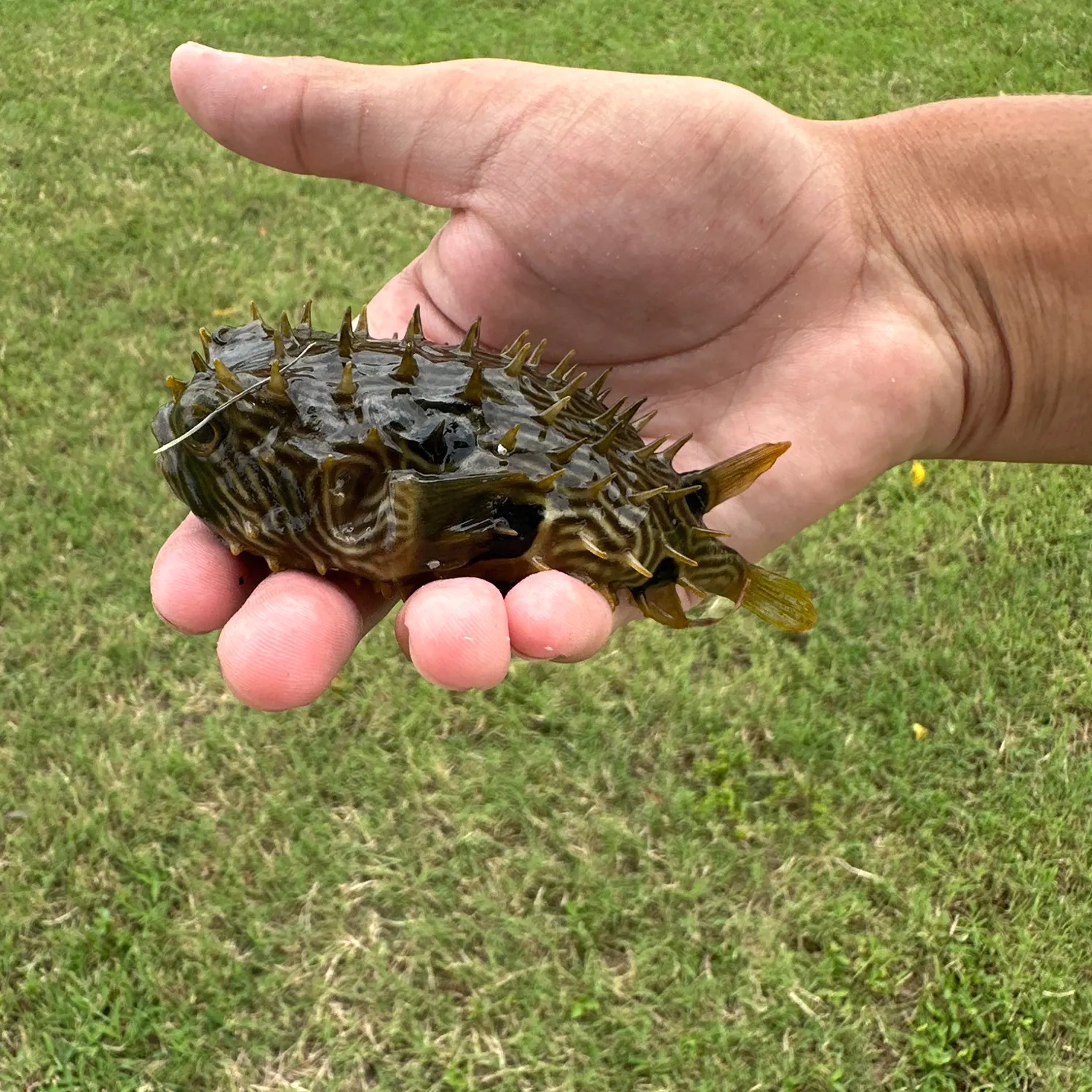 The most recent Striped burrfish catches on Fishbrain