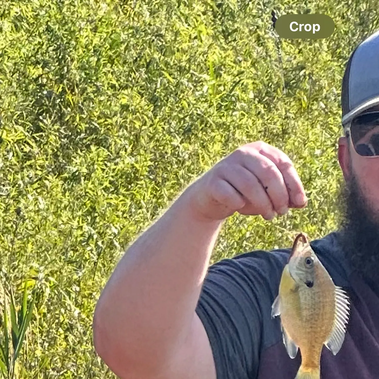 The most recent White crappie catches on Fishbrain