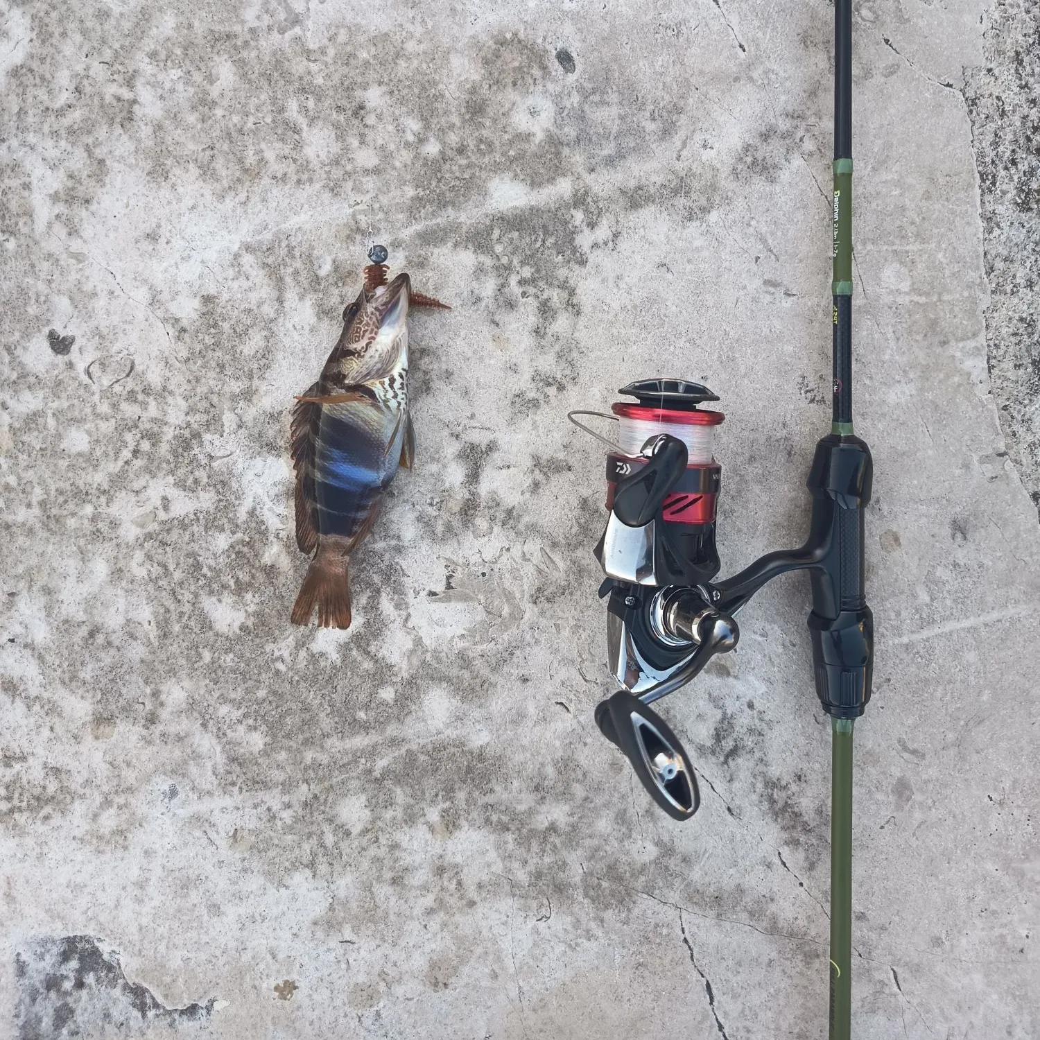 Painted comber caught on Fishbrain