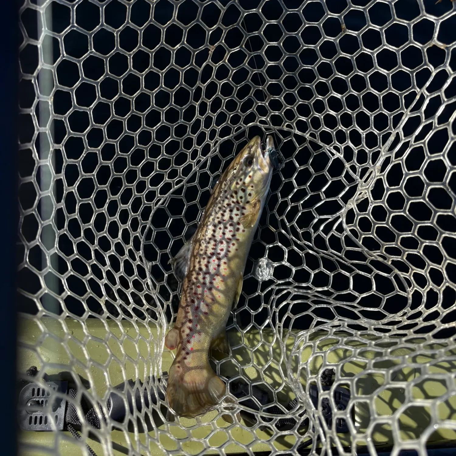 Brown trout caught on Fishbrain
