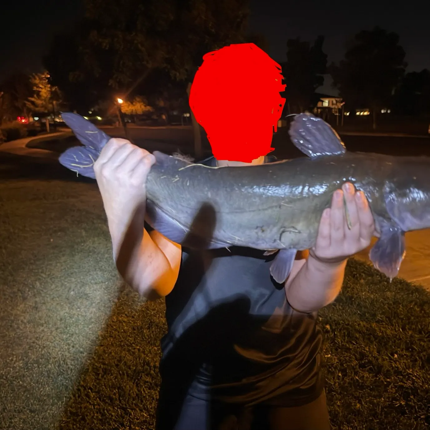 Channel catfish caught on Fishbrain