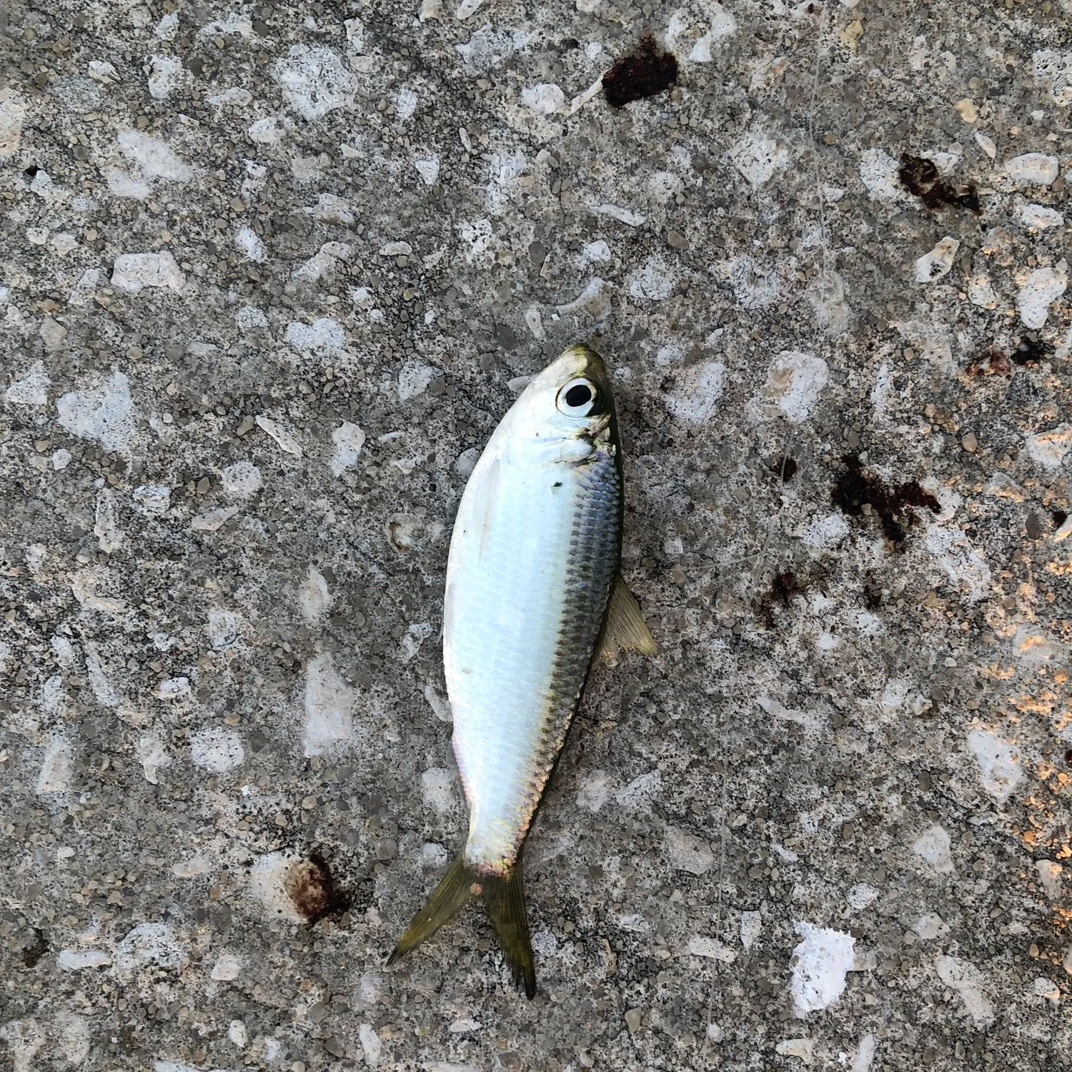 Scaled herring caught on Fishbrain