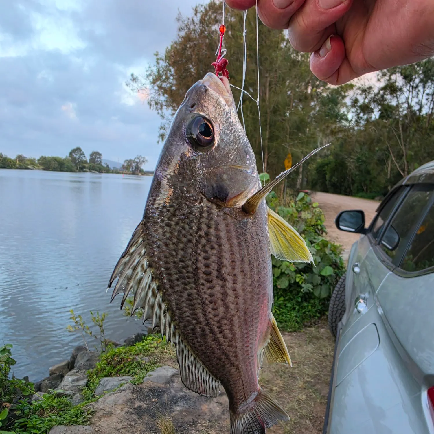 Javelin grunter caught on Fishbrain