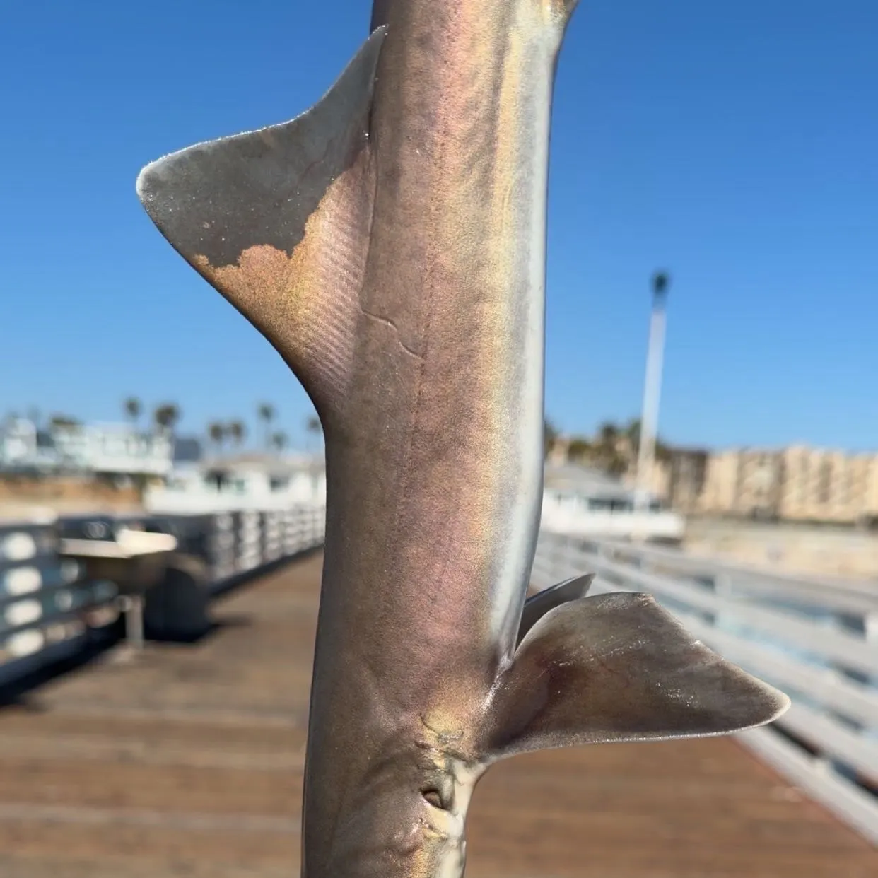 The most recent Common smooth-hound catches on Fishbrain