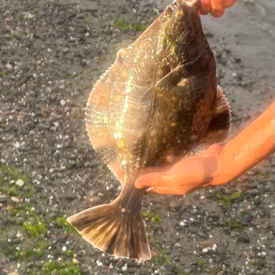 The most recent Starry flounder catches on Fishbrain
