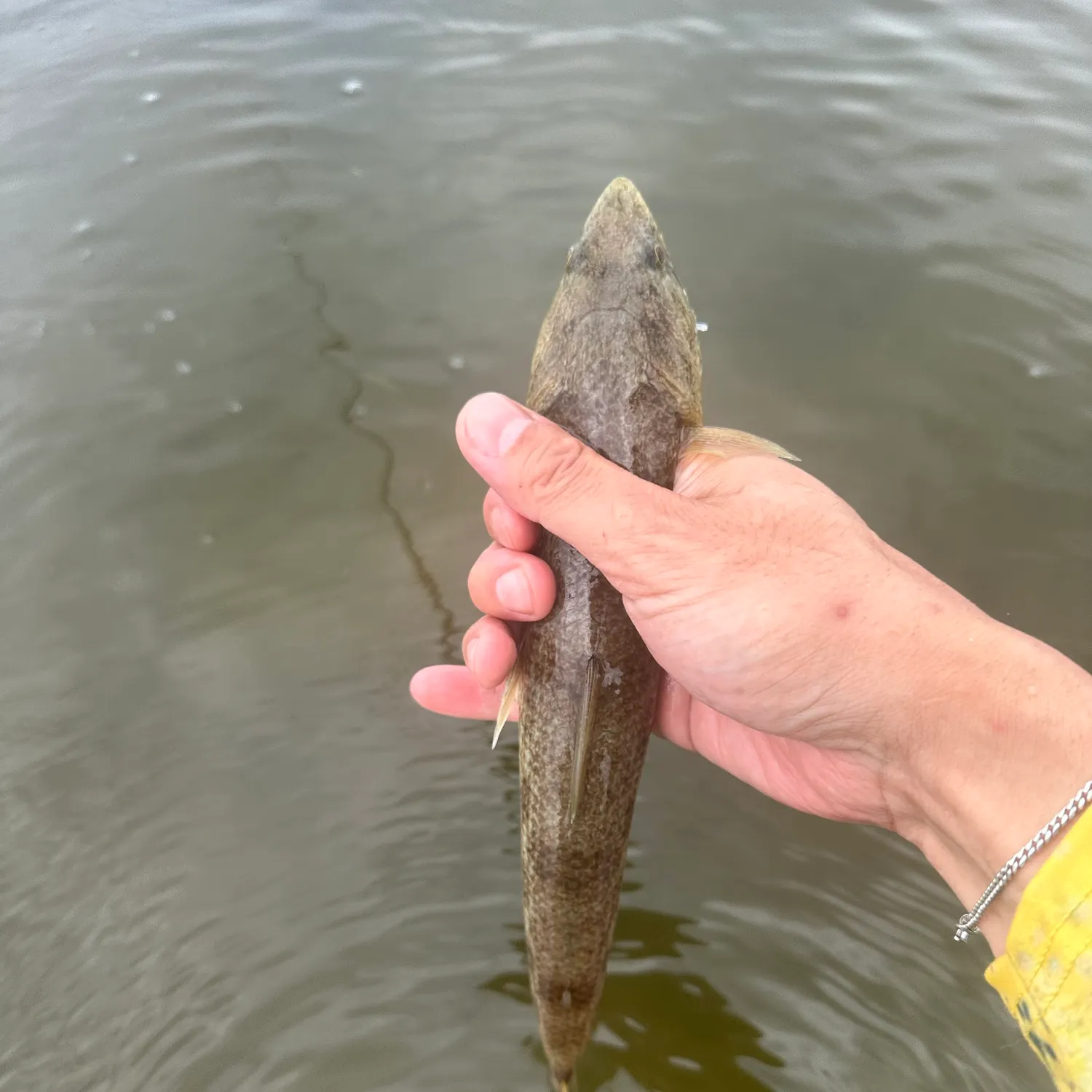 Inshore lizardfish caught on Fishbrain