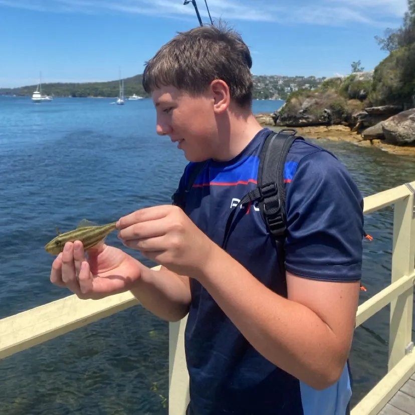 The most recent Yellowfin leatherjacket catches on Fishbrain