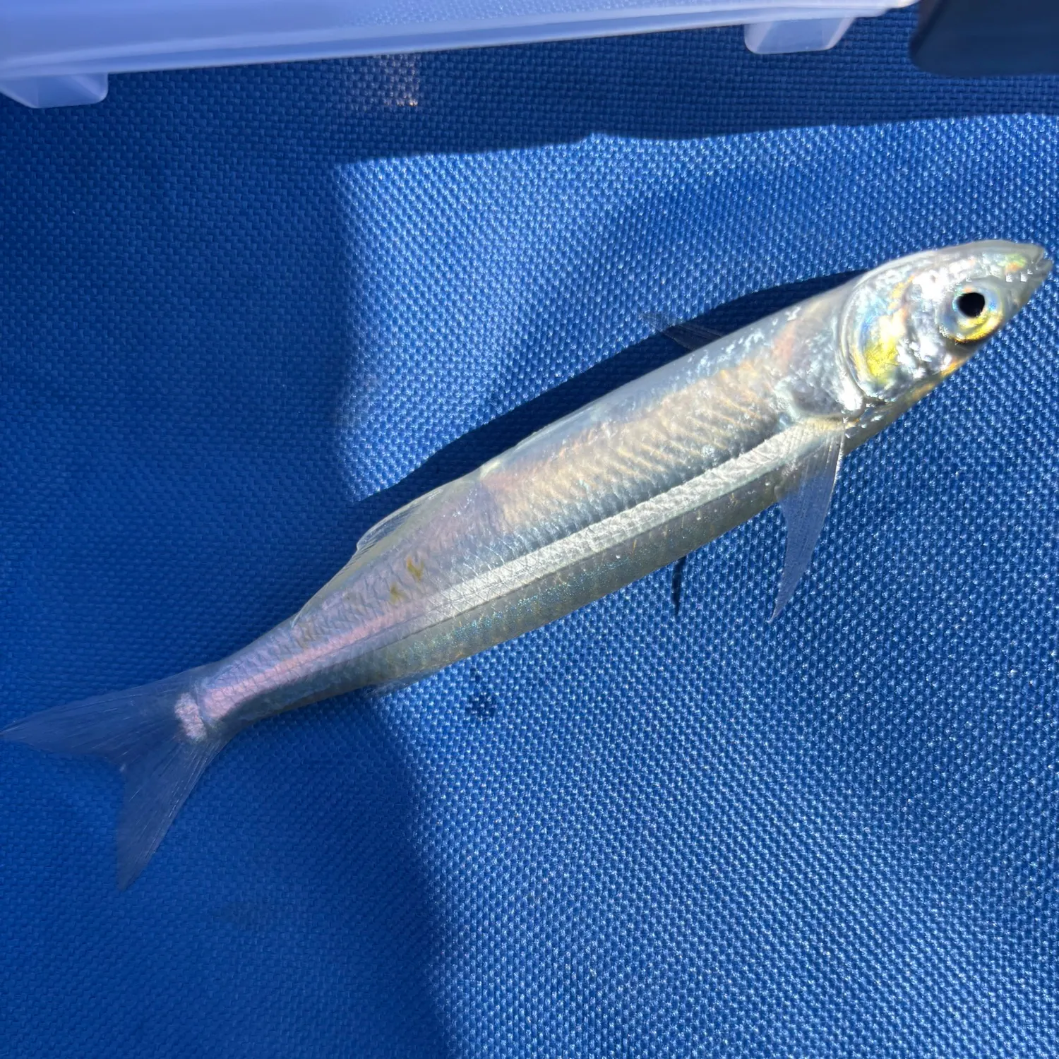 Surf smelt caught on Fishbrain