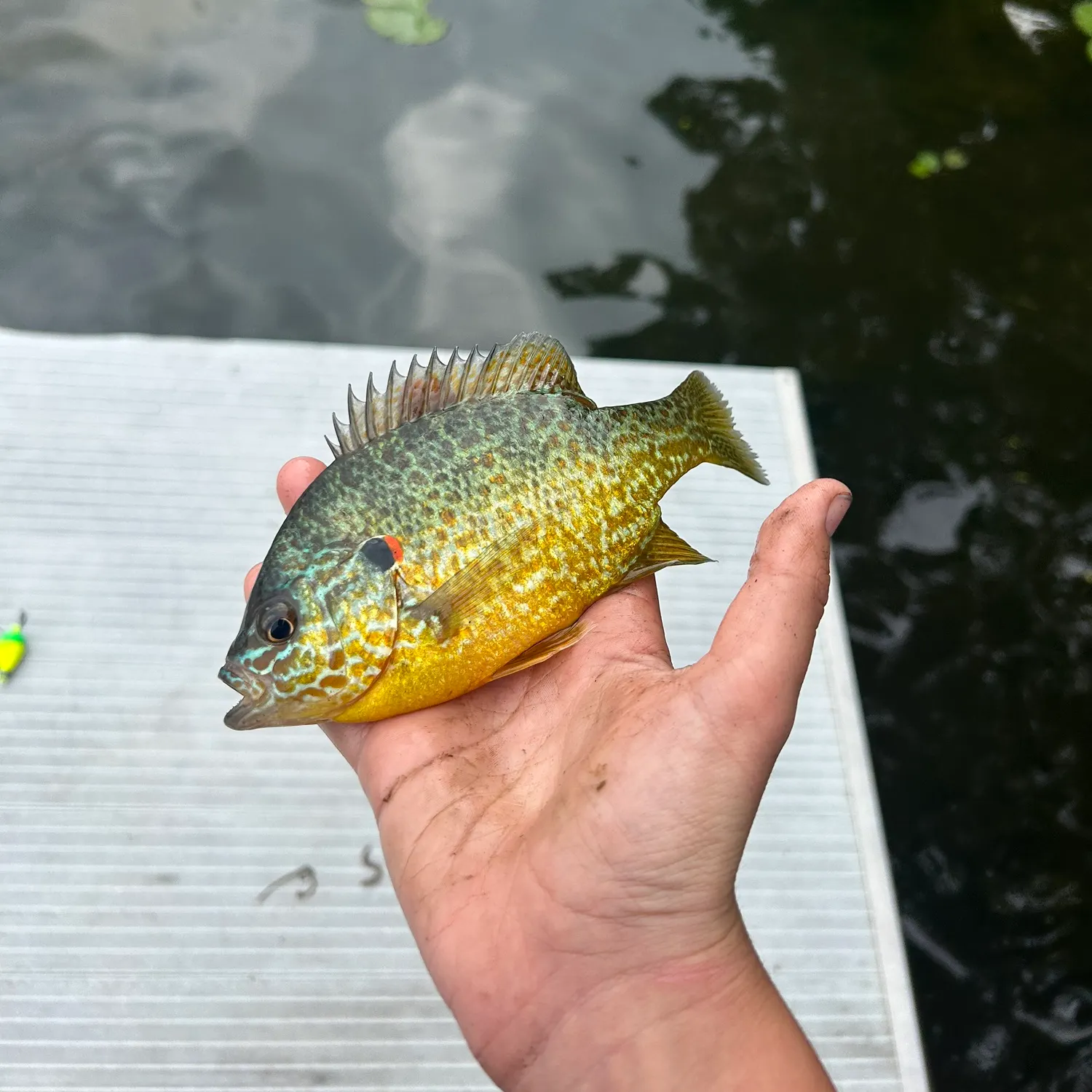 Pumpkinseed caught on Fishbrain