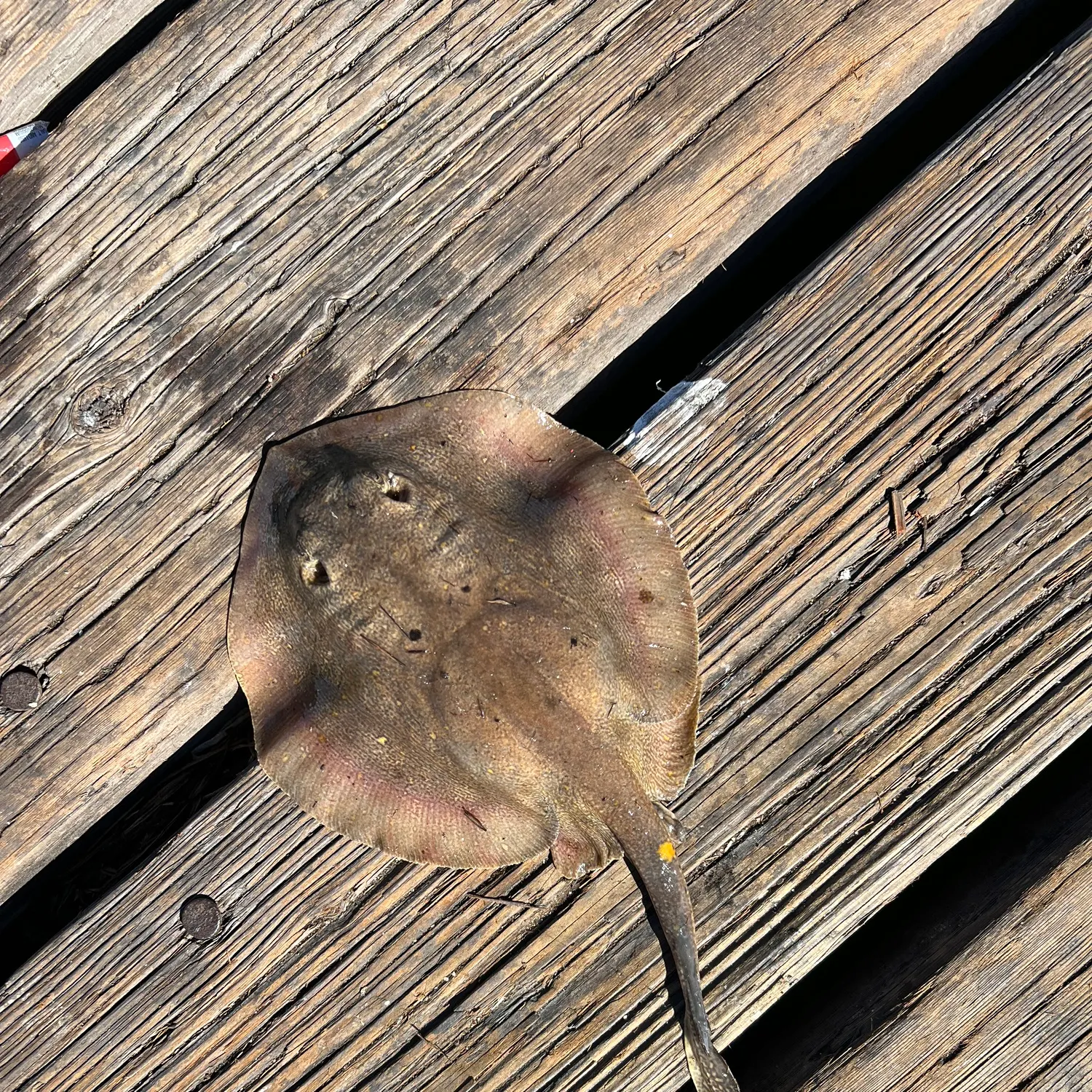 Haller's round ray caught on Fishbrain
