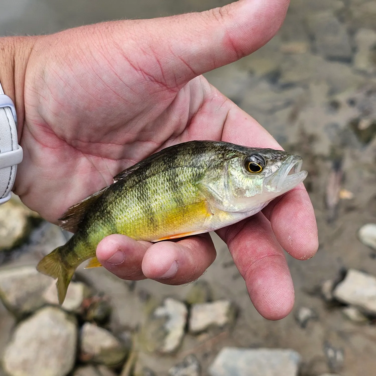 Yellow perch caught on Fishbrain