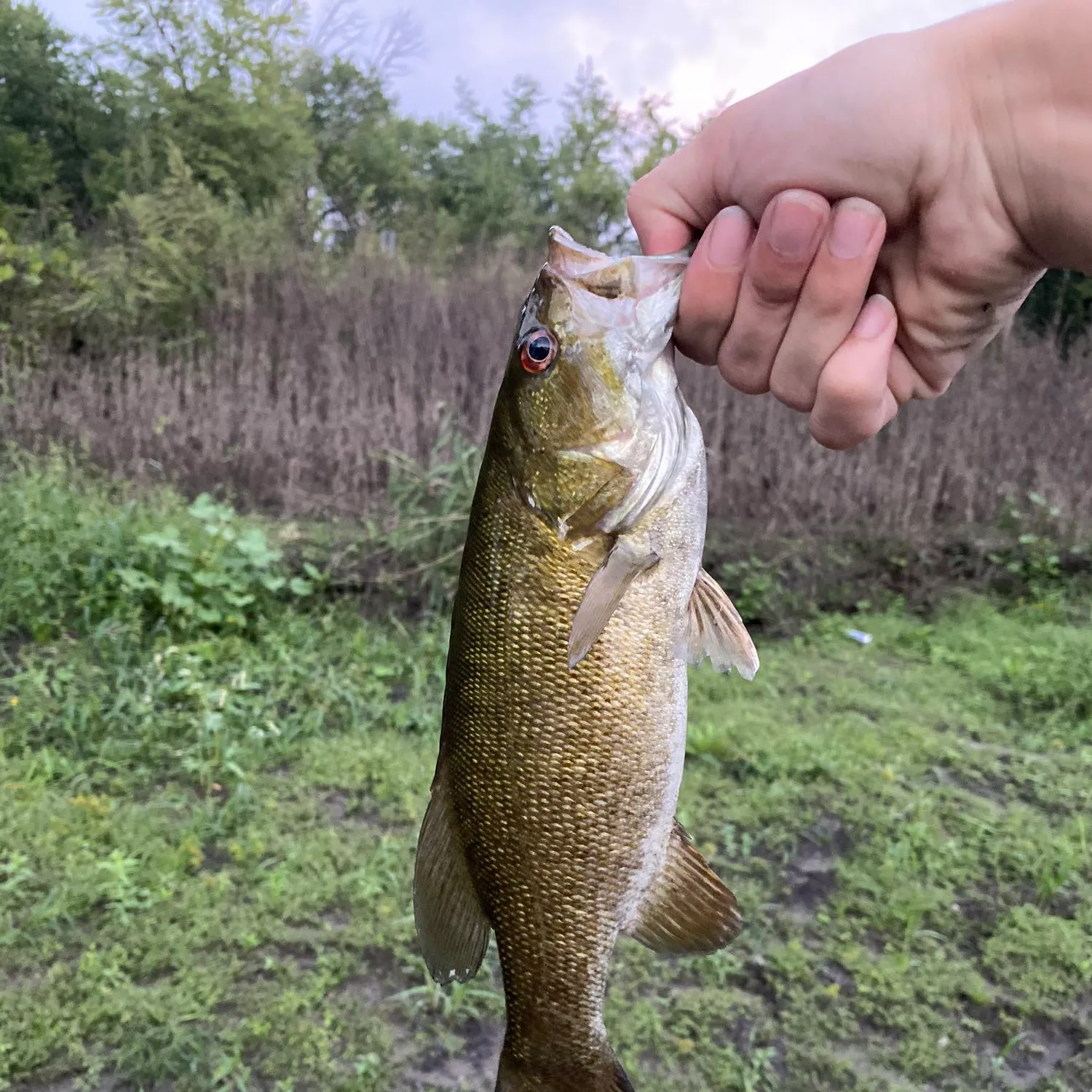 Smallmouth bass caught on Fishbrain