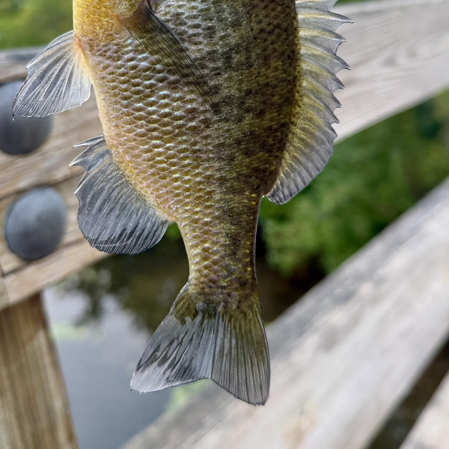 Bluegill caught on Fishbrain