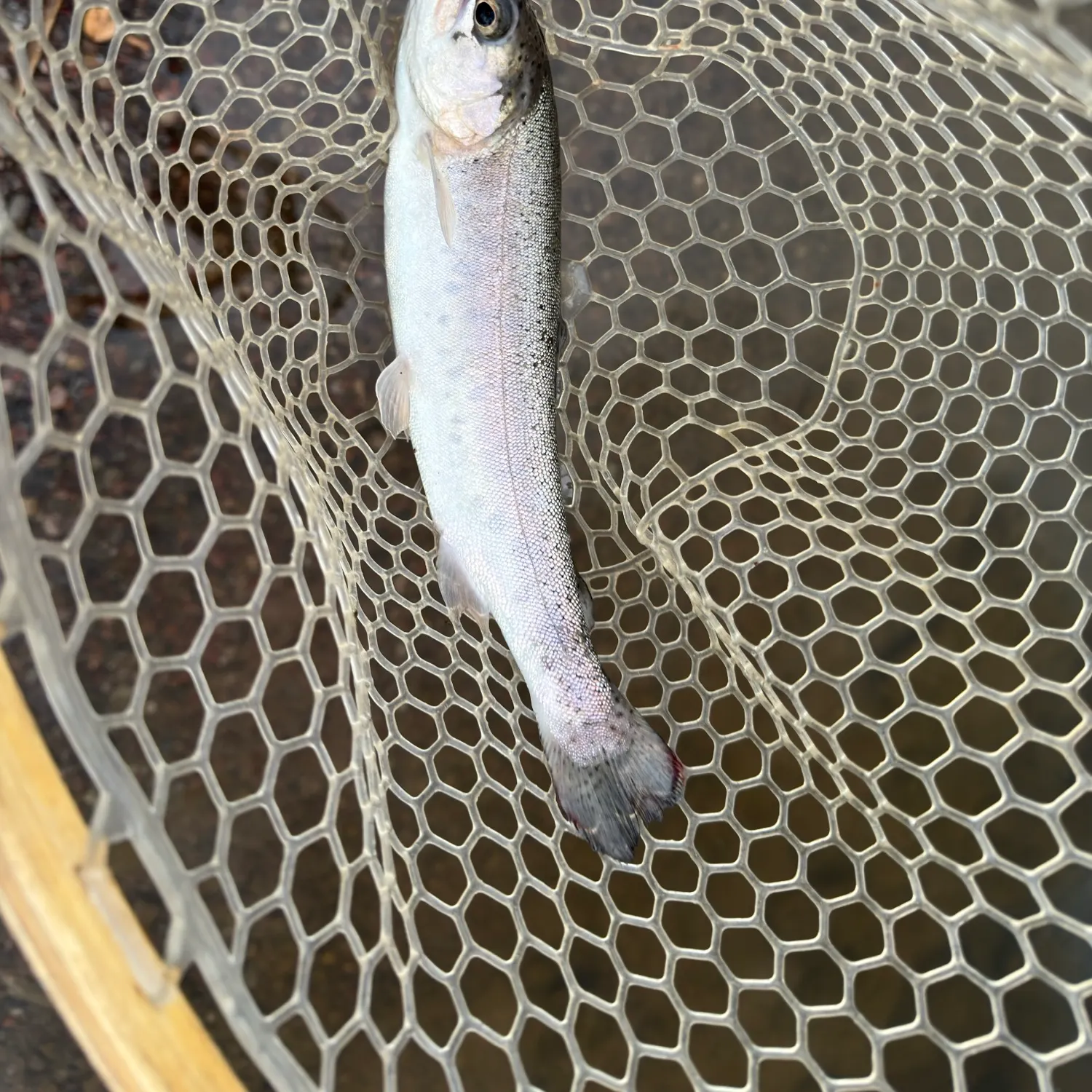 Rainbow trout caught on Fishbrain