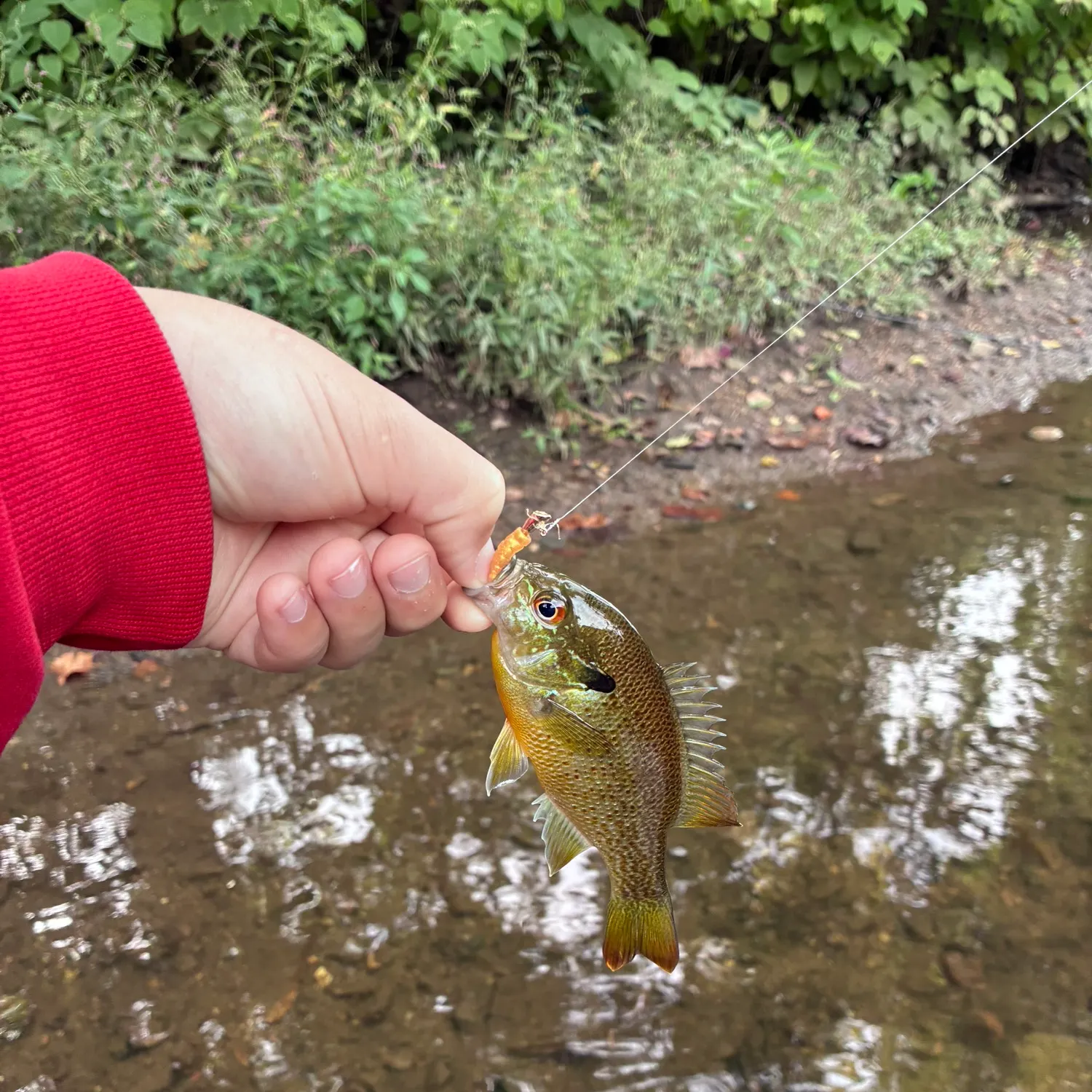 Redbreast sunfish caught on Fishbrain