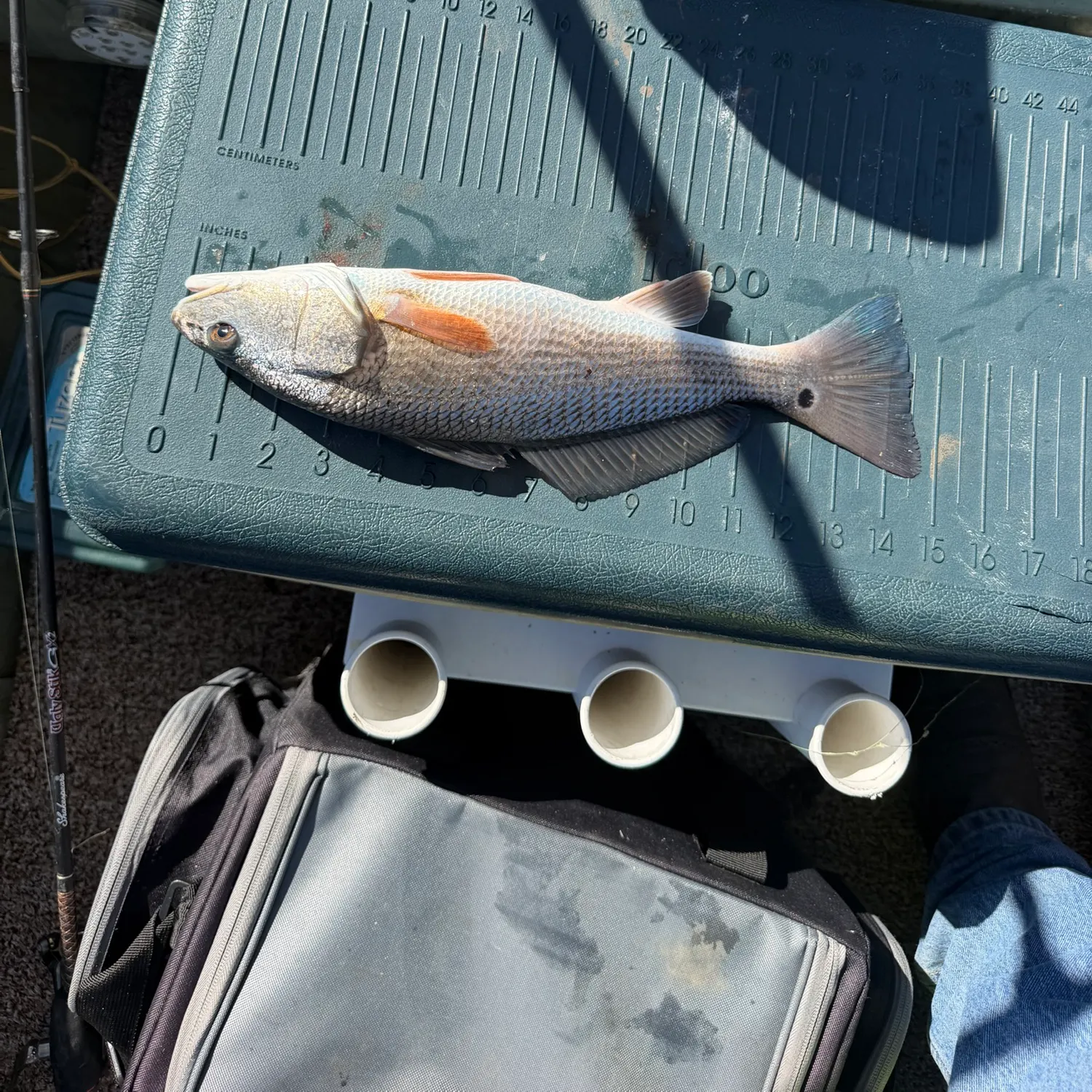 Red drum caught on Fishbrain