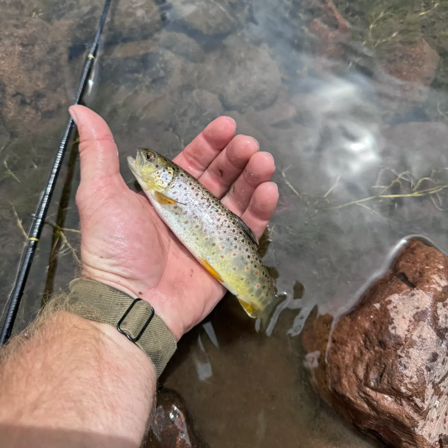 The most recent Brown trout catches on Fishbrain