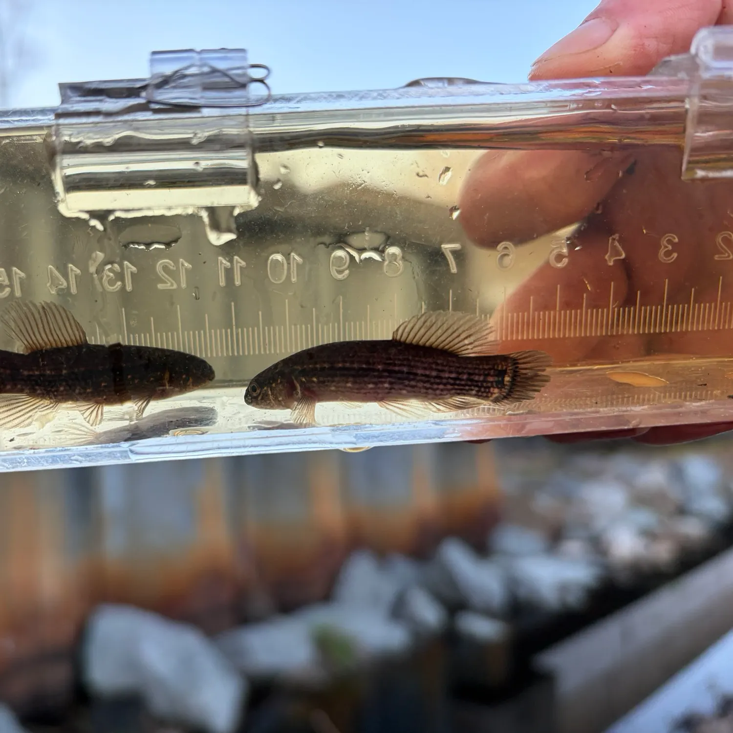 The most recent Eastern mudminnow catches on Fishbrain