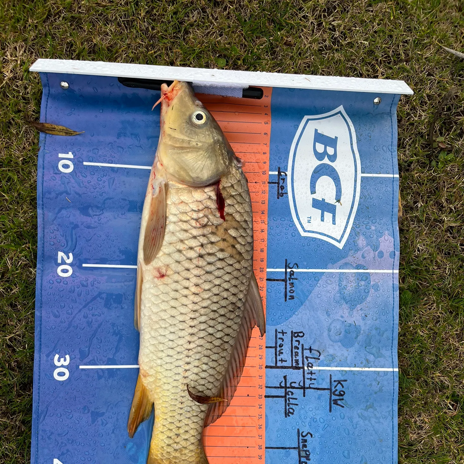 recently logged catches