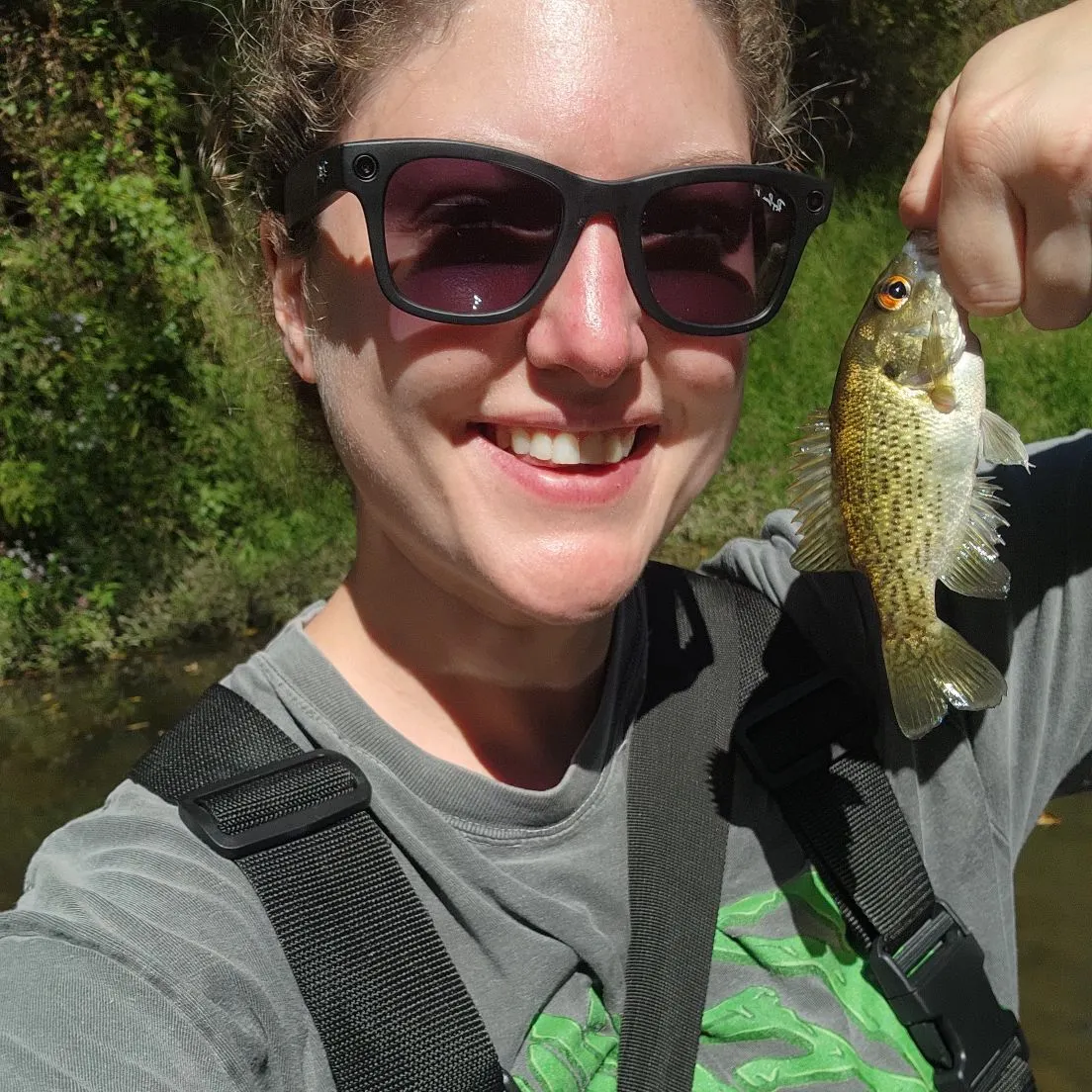 Rock bass caught on Fishbrain