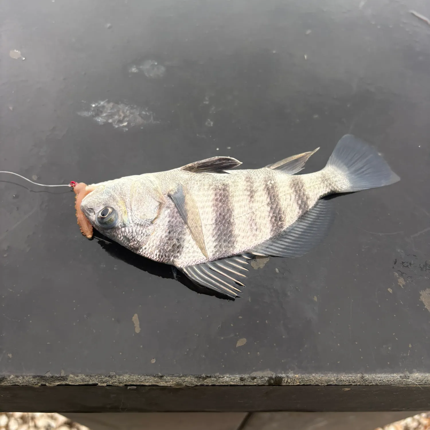 Black drum caught on Fishbrain