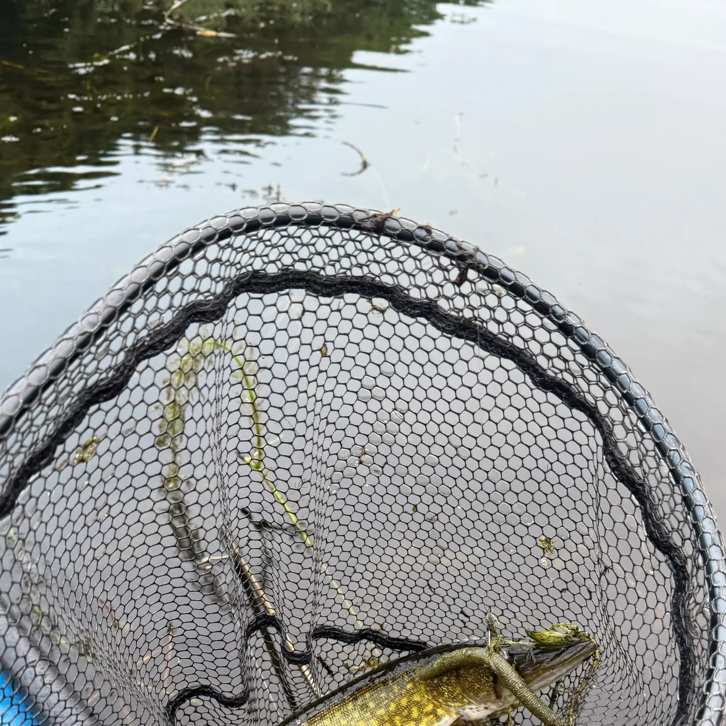 Chain pickerel caught on Fishbrain