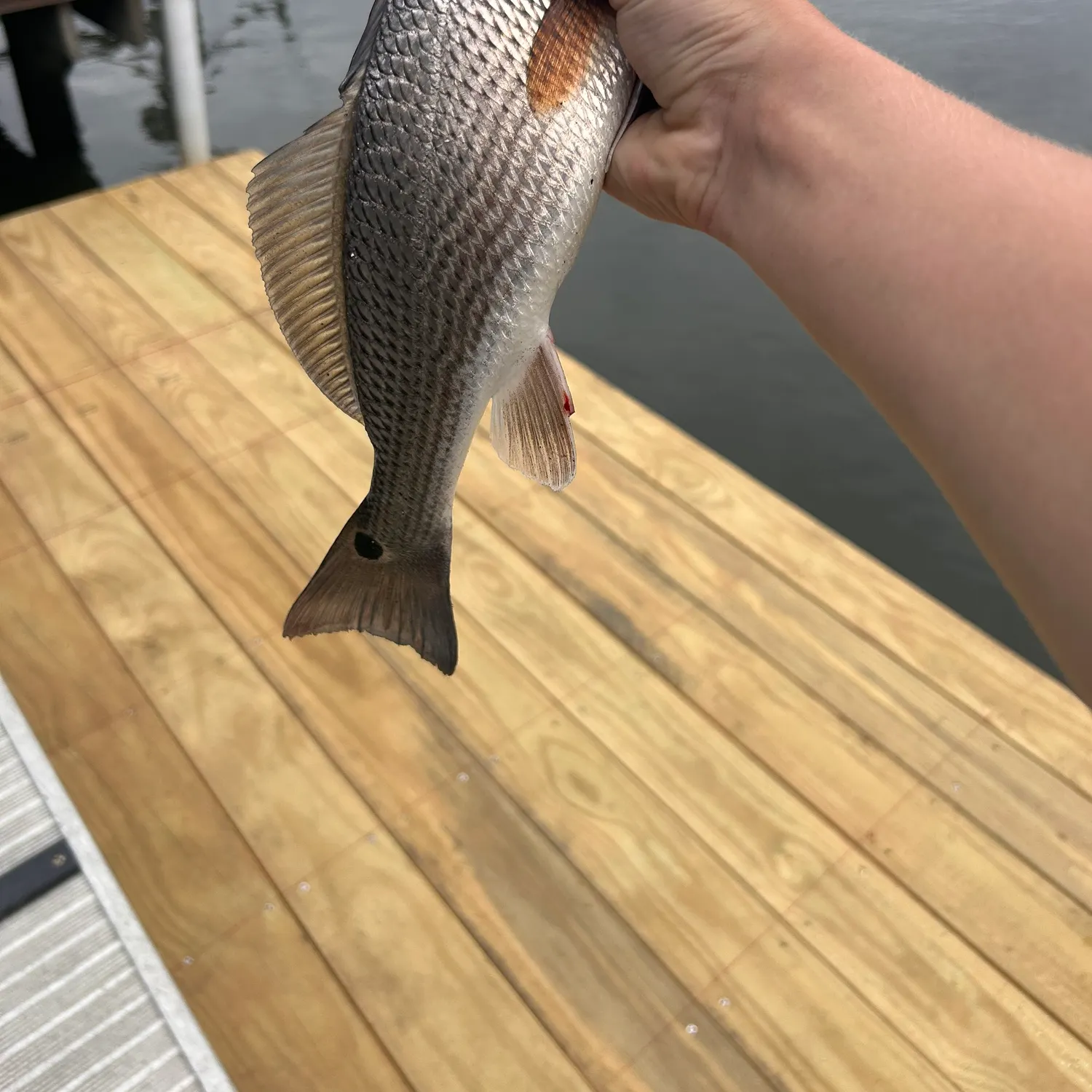 Red drum caught on Fishbrain