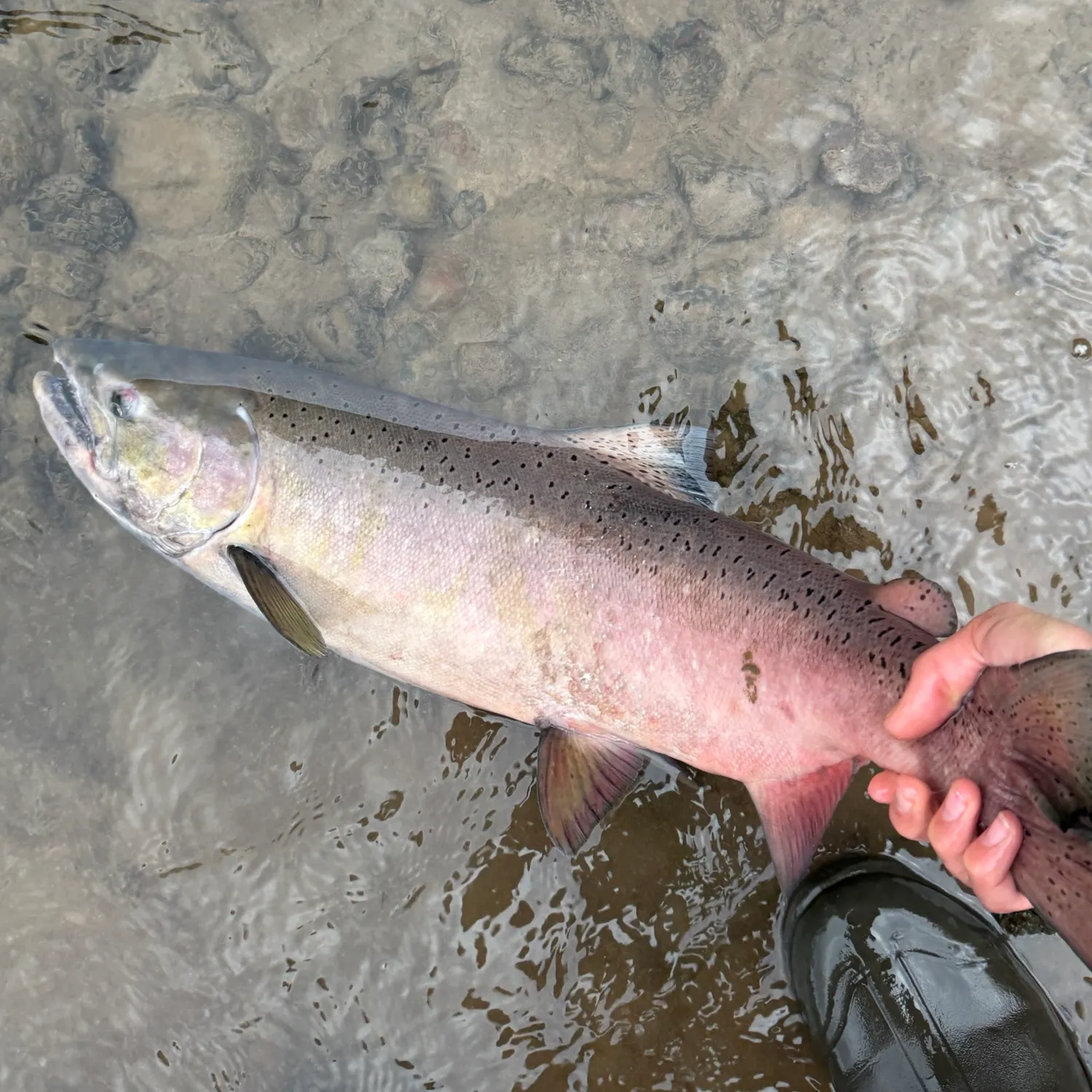 Chinook salmon caught on Fishbrain