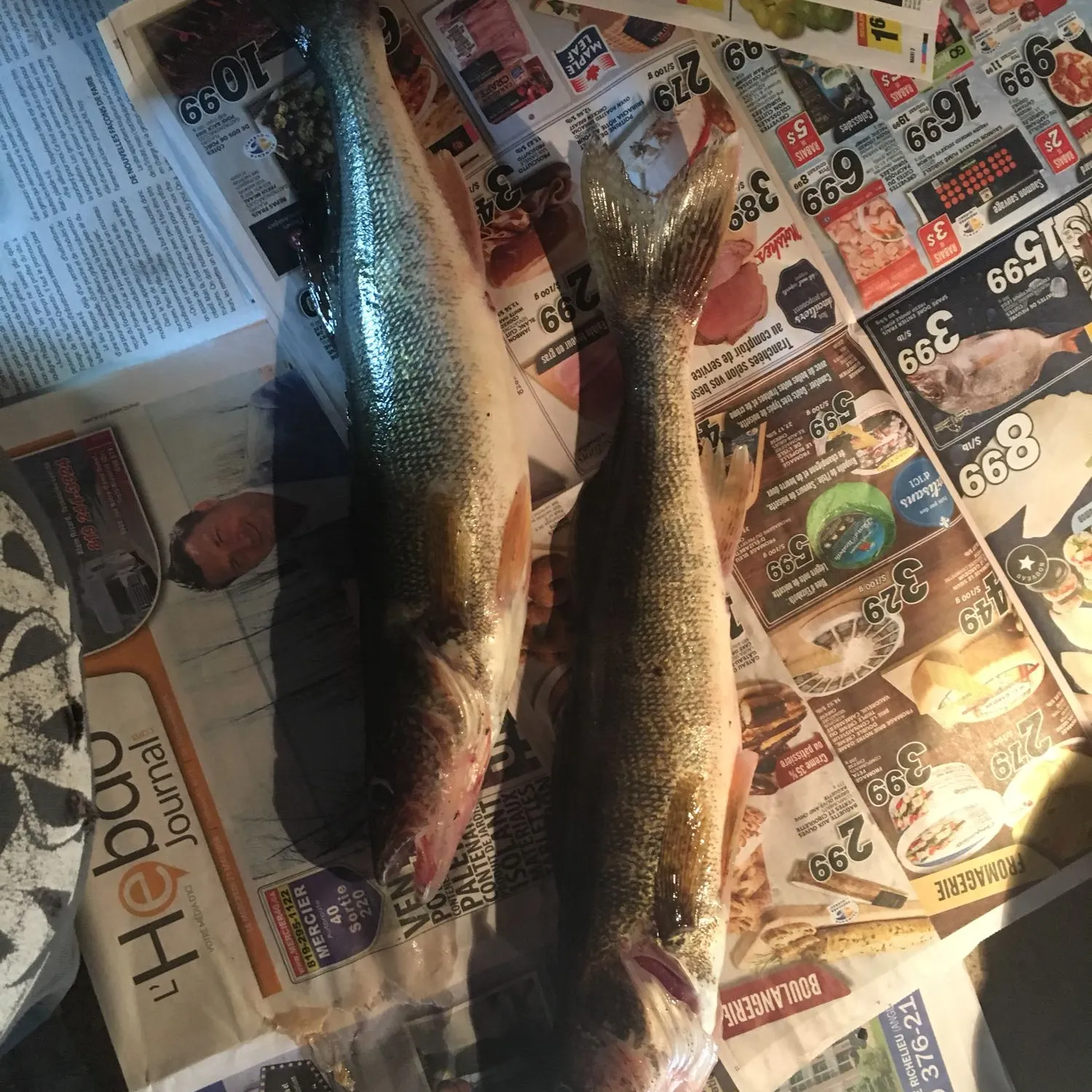 recently logged catches
