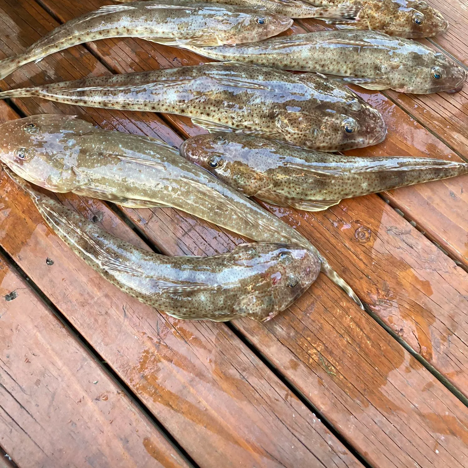 recently logged catches