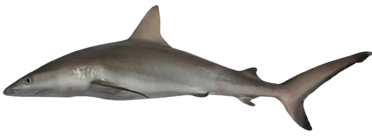 Grey reef shark