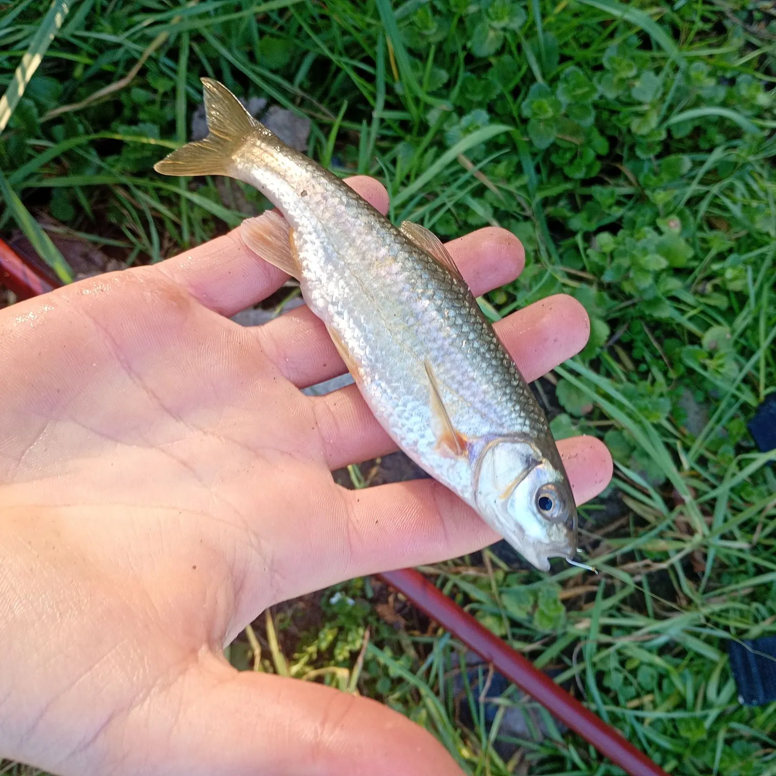 The most recent Round whitefish catches on Fishbrain
