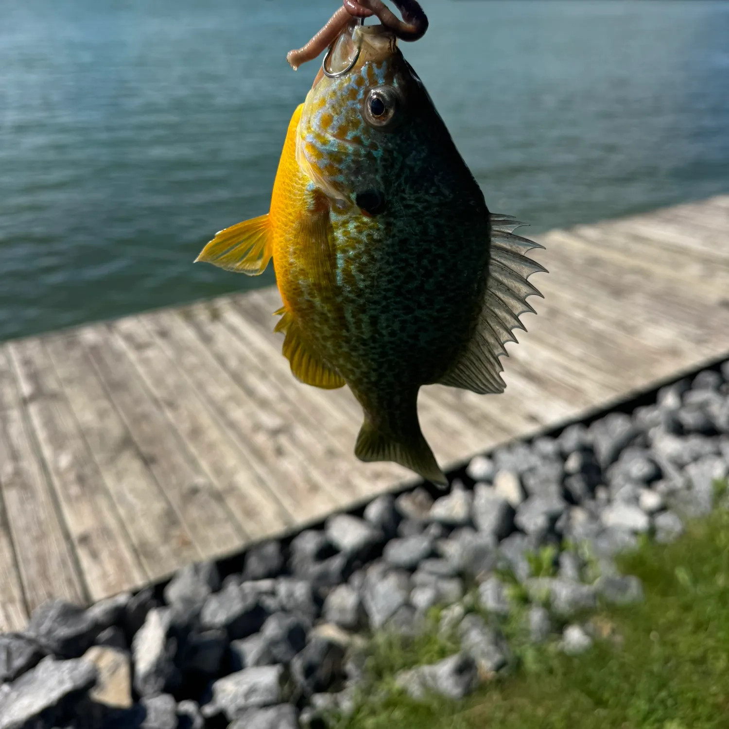The most recent Pumpkinseed catches on Fishbrain