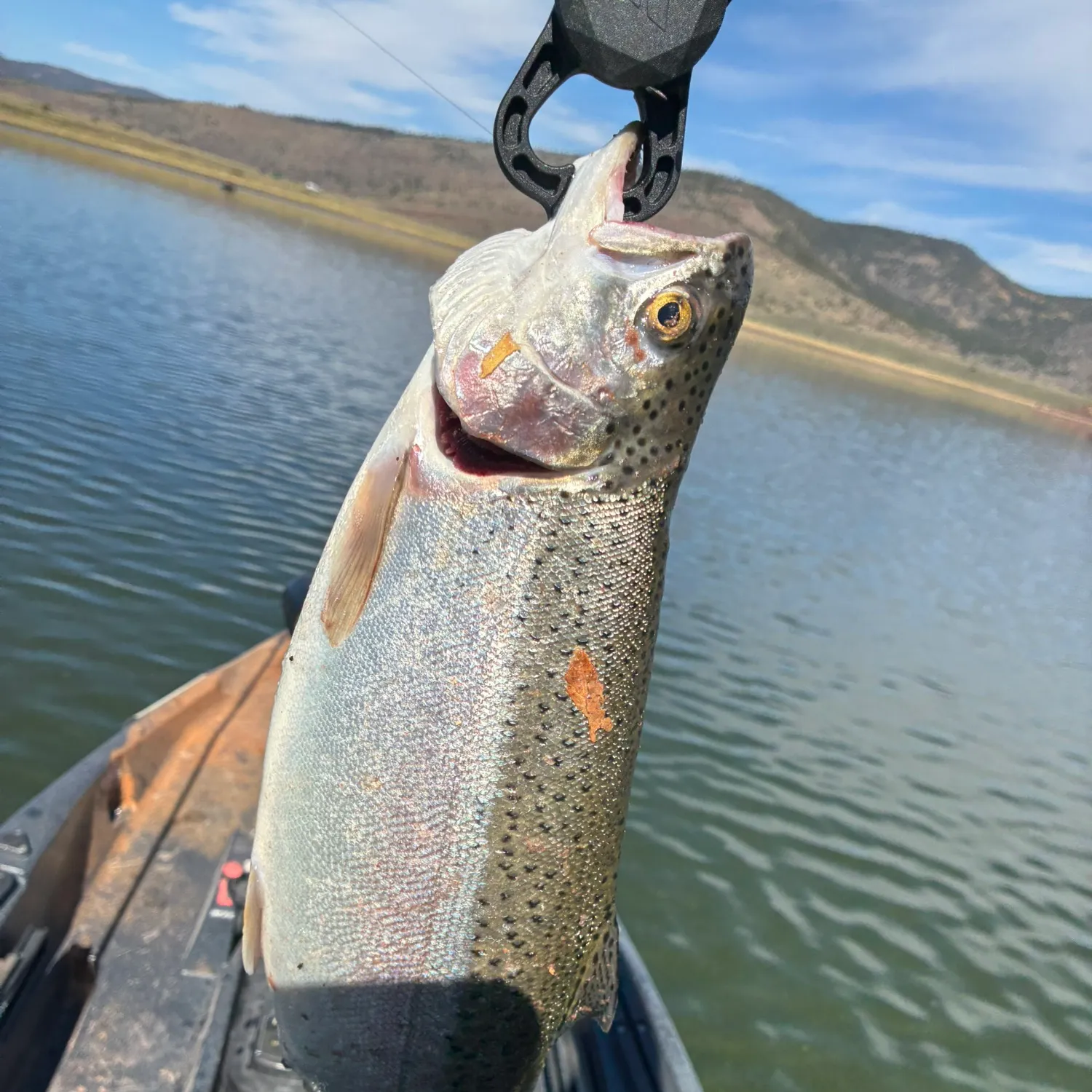 Rainbow trout caught on Fishbrain