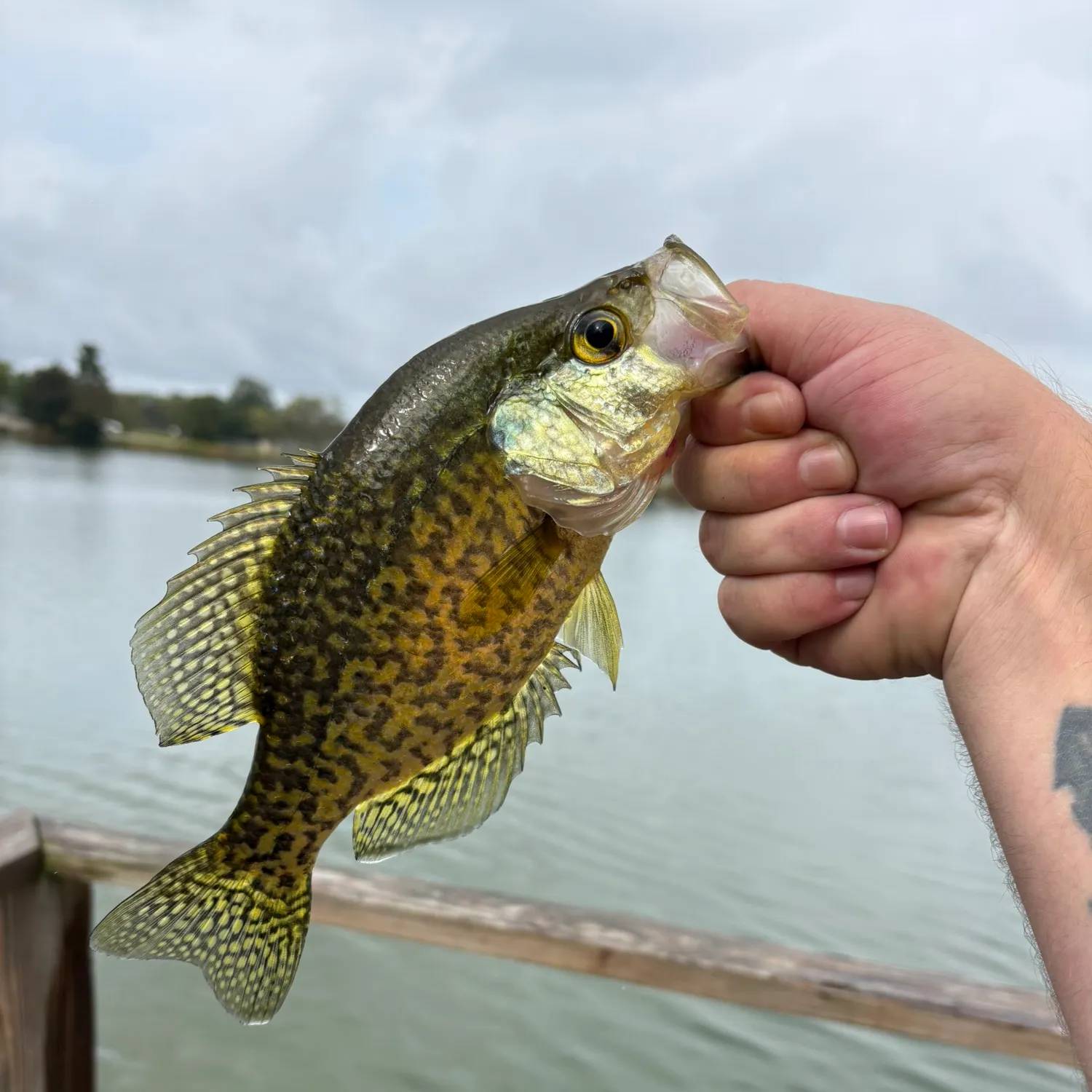 The most recent Black crappie catches on Fishbrain