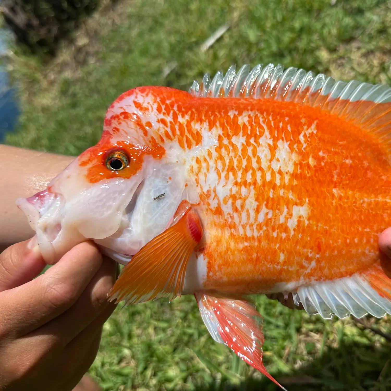 The most recent Midas cichlid catches on Fishbrain