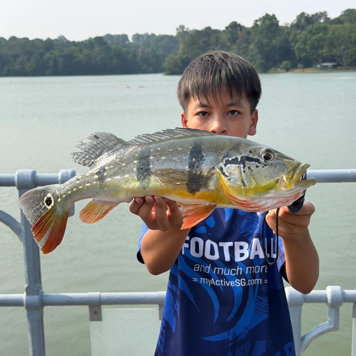 The most recent Butterfly peacock bass catches on Fishbrain