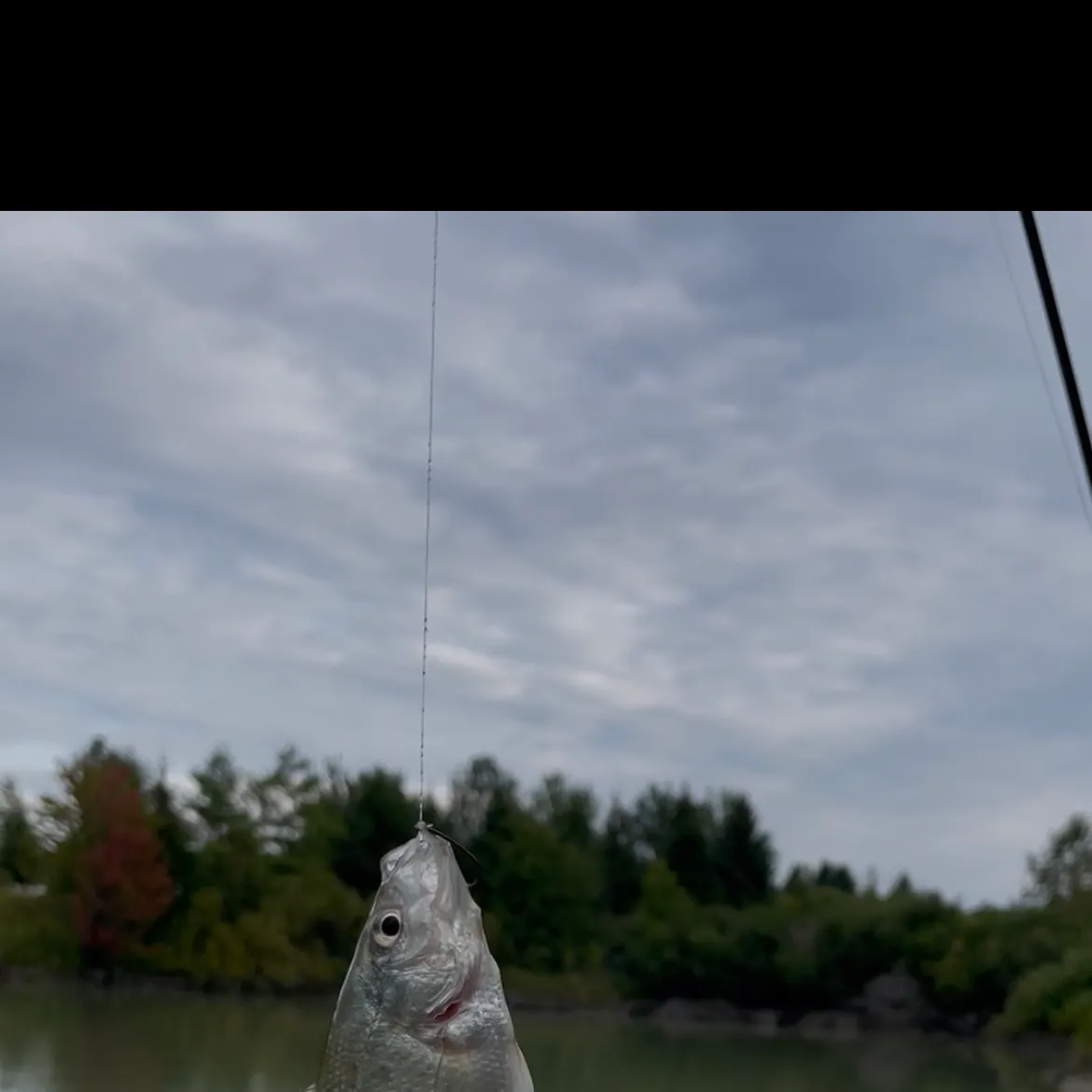 Silver perch caught on Fishbrain