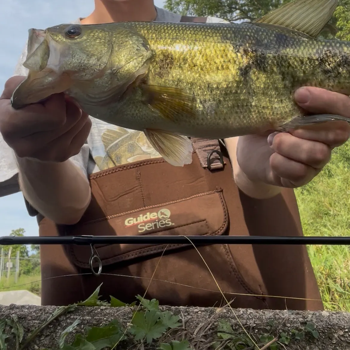 Largemouth bass caught on Fishbrain